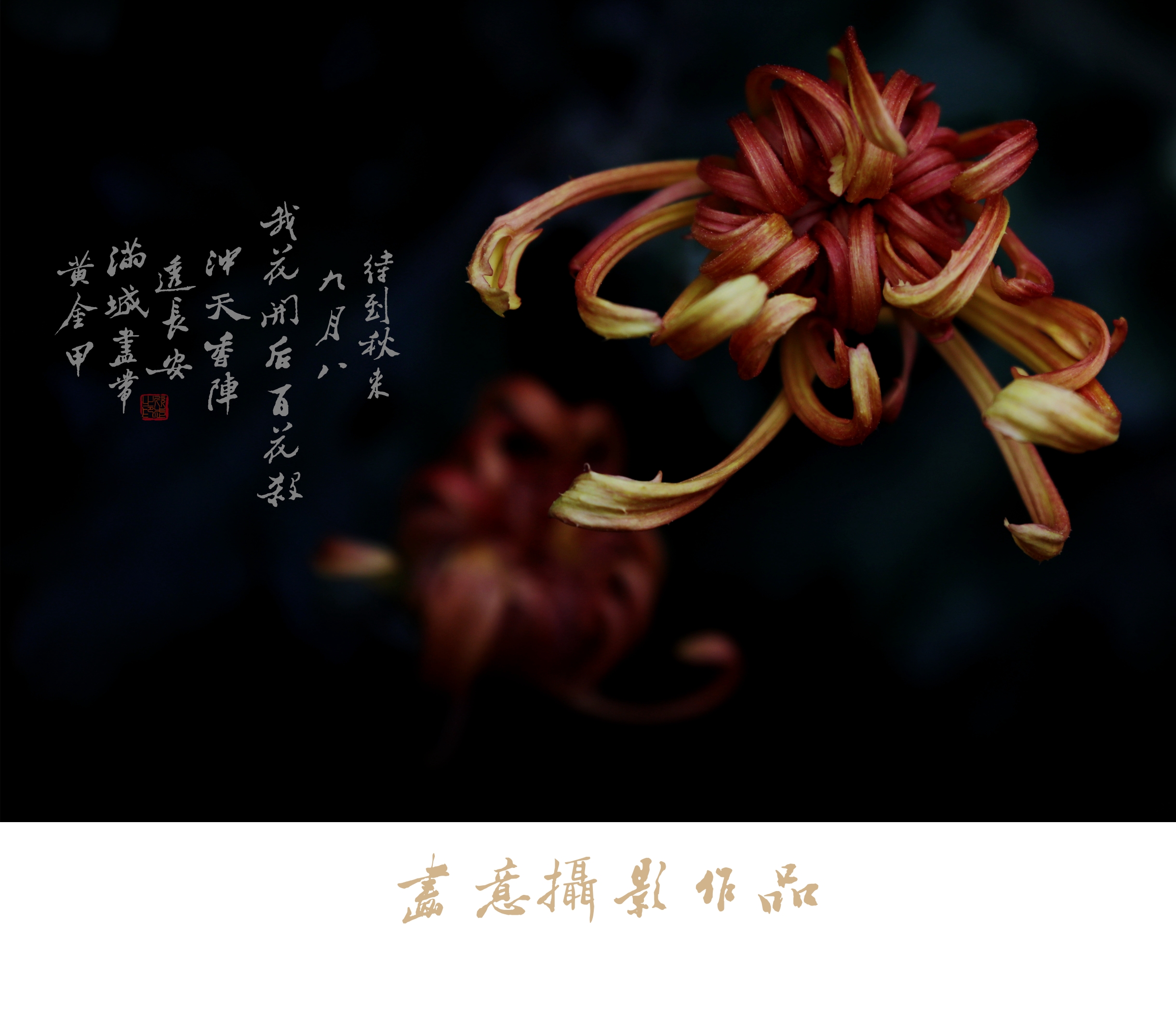 寒菊(画意摄影)