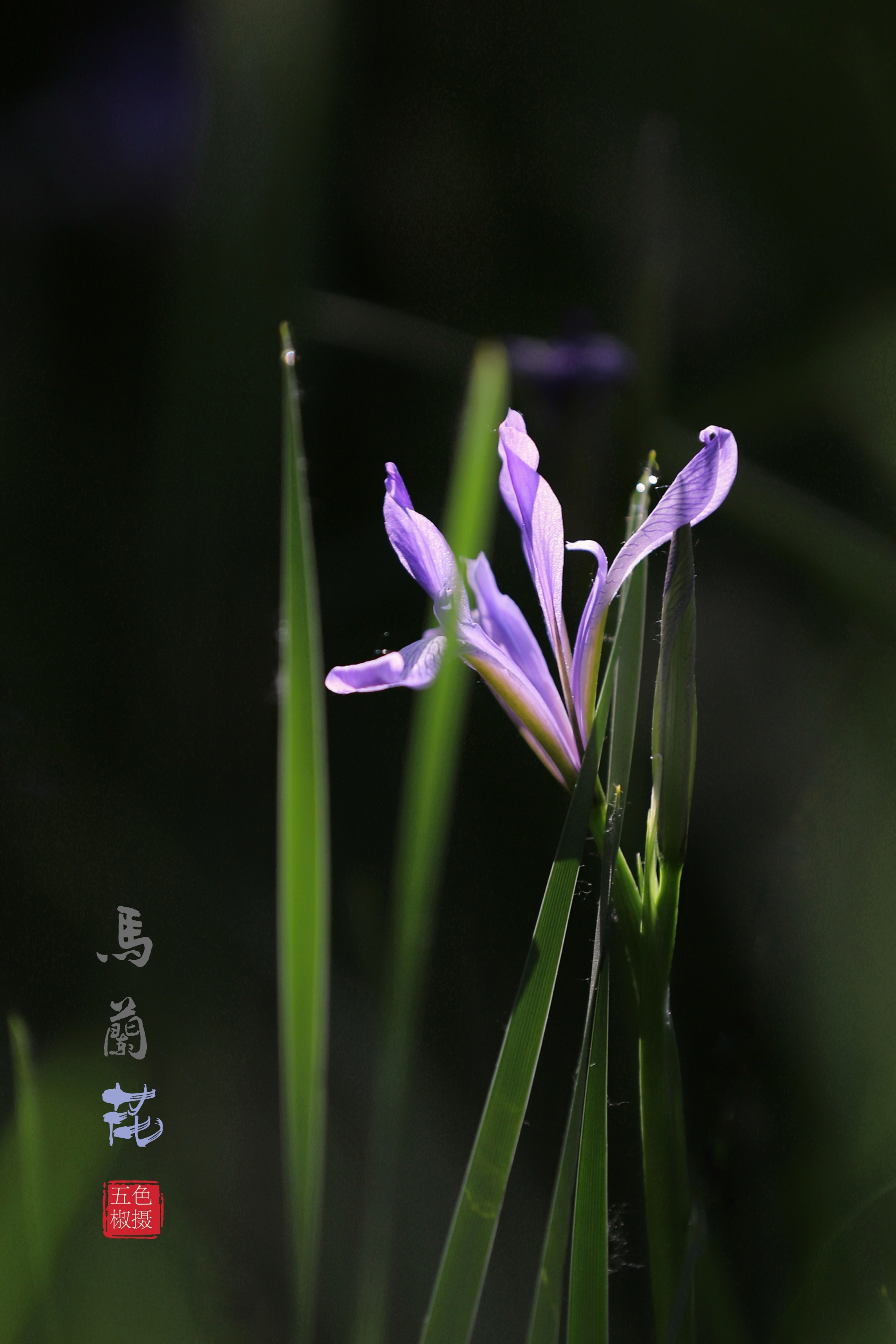 首发马兰花