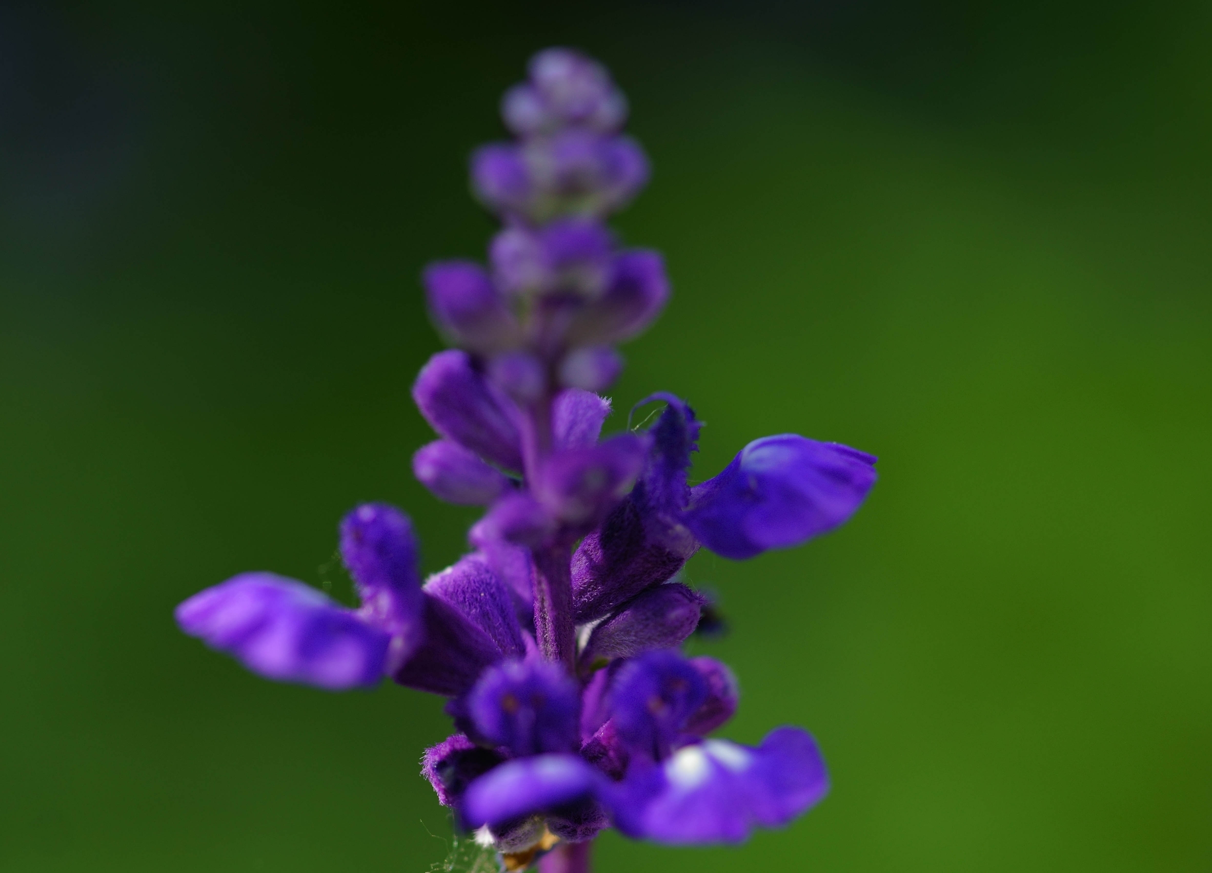 赏花季-蓝花鼠尾草