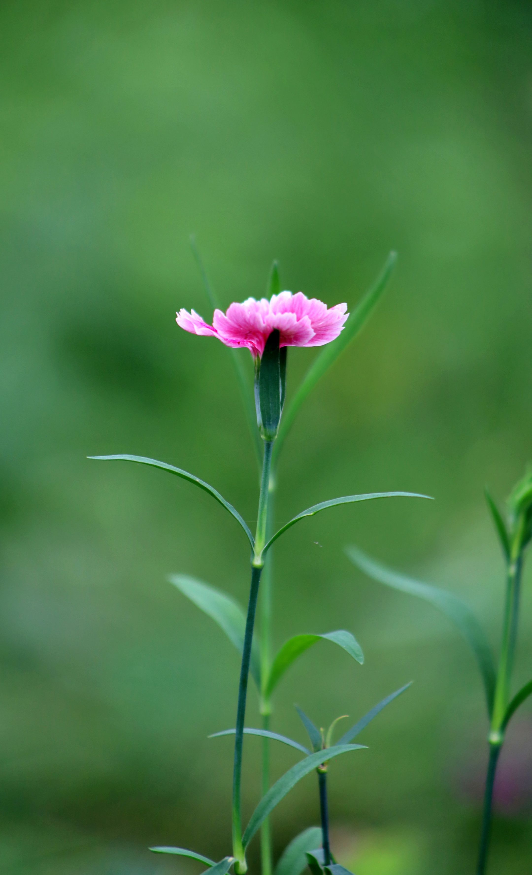 温柔多情石竹花