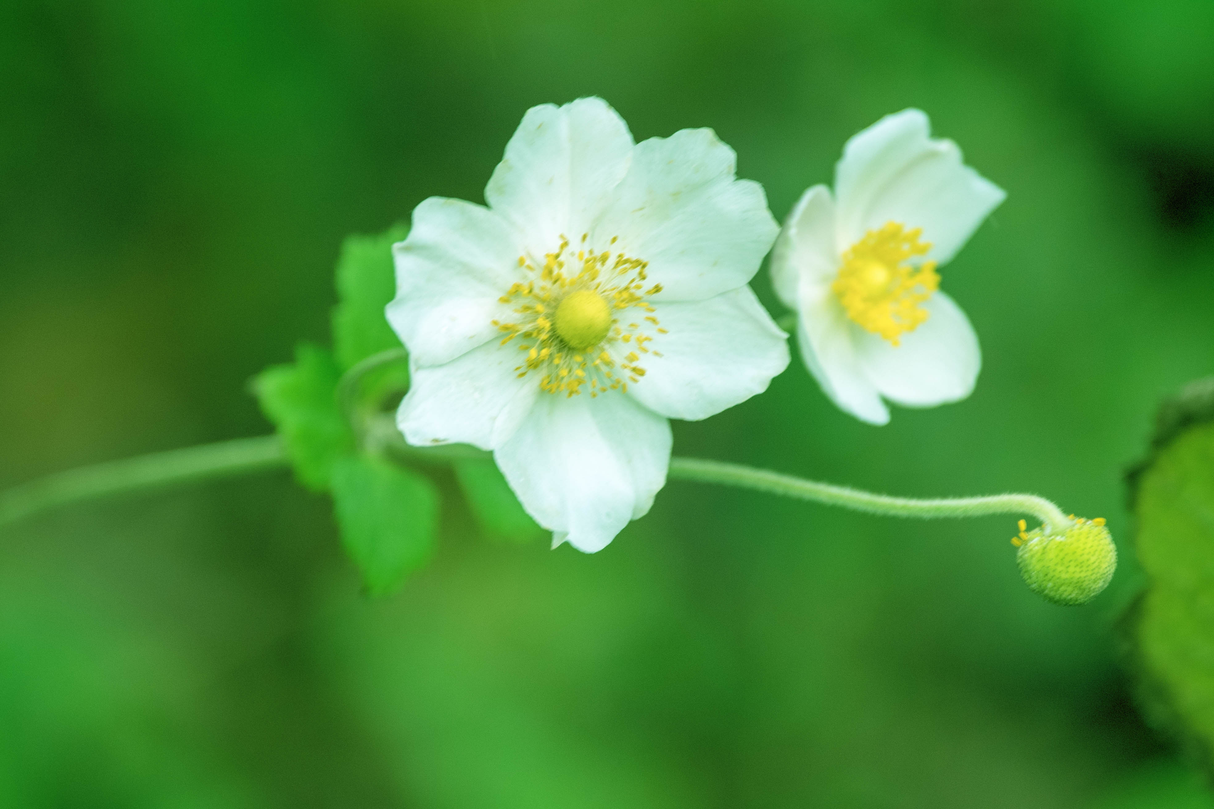 主要价值 药用:打碗碗花全草可入药.