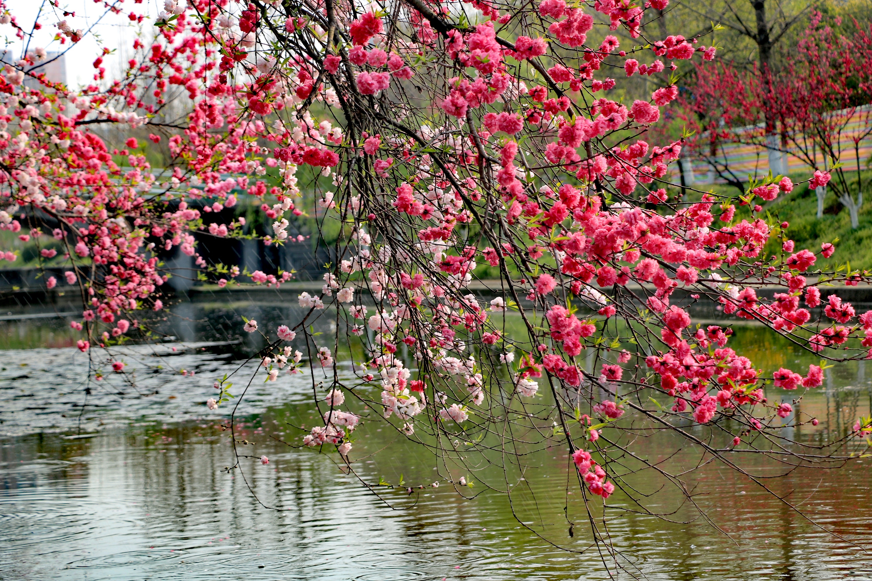 桃花溪"三峡大学"