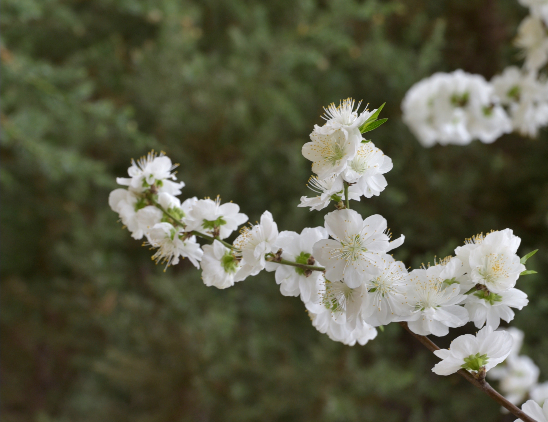 白花山碧桃首发