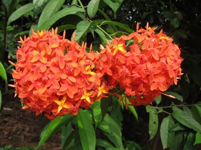 繁花似锦度夏炎