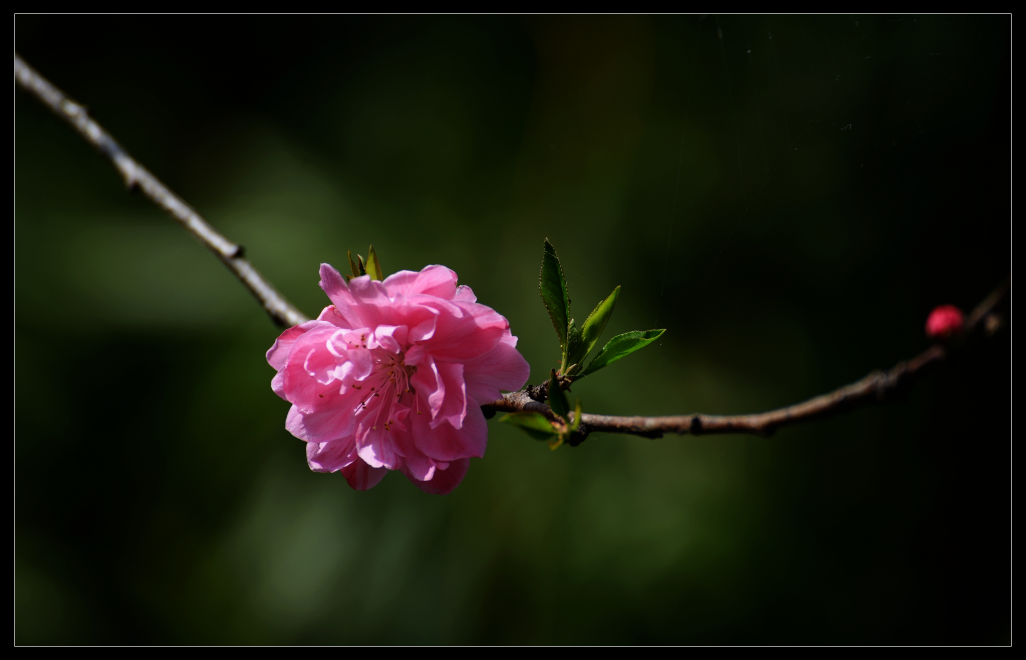 重瓣桃花【红碧桃】