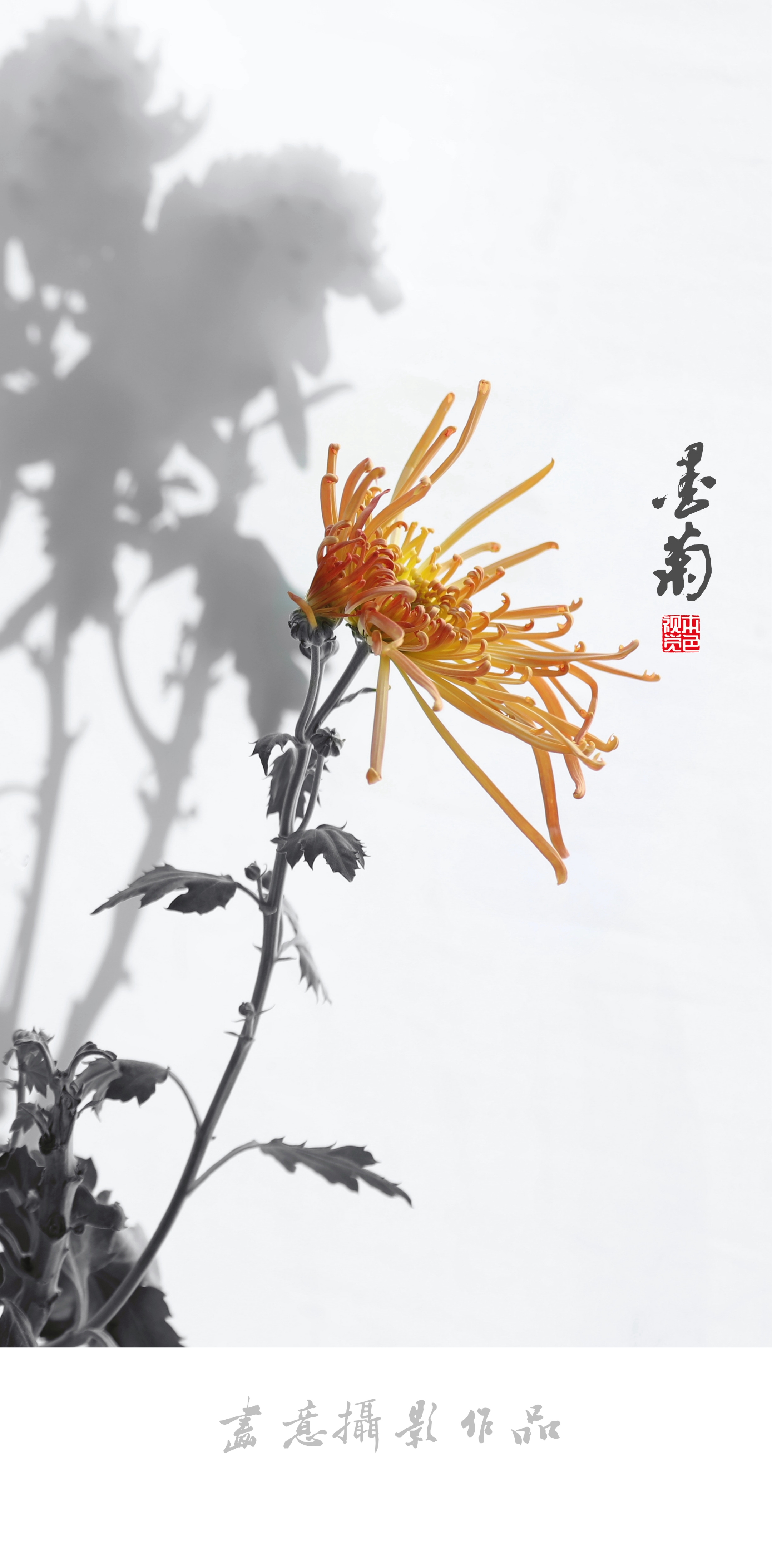 寒菊(画意摄影)