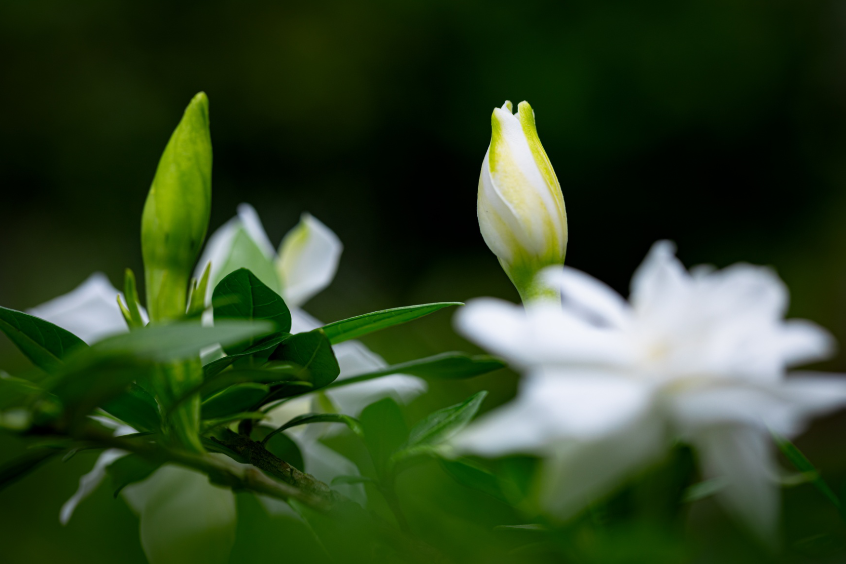 栀子花