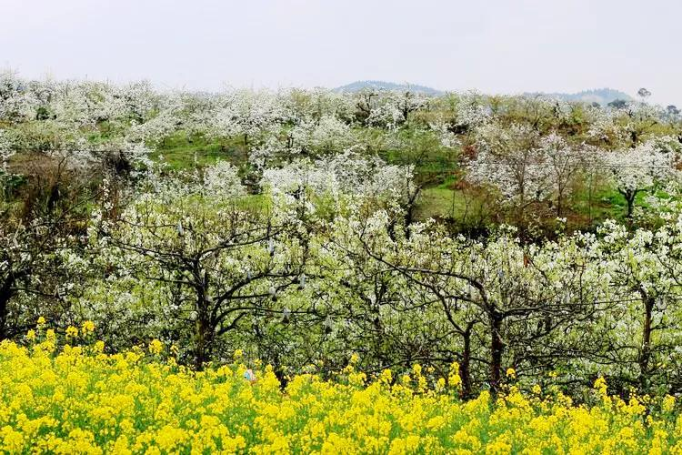 梨花开满山