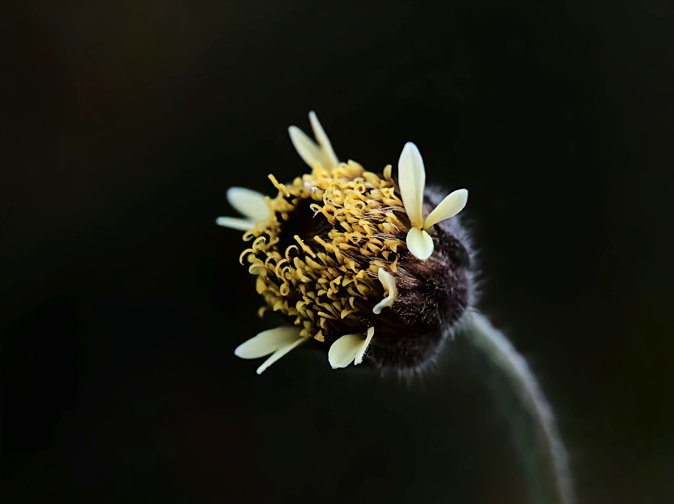 (首发)我的摄影世界/微距花草