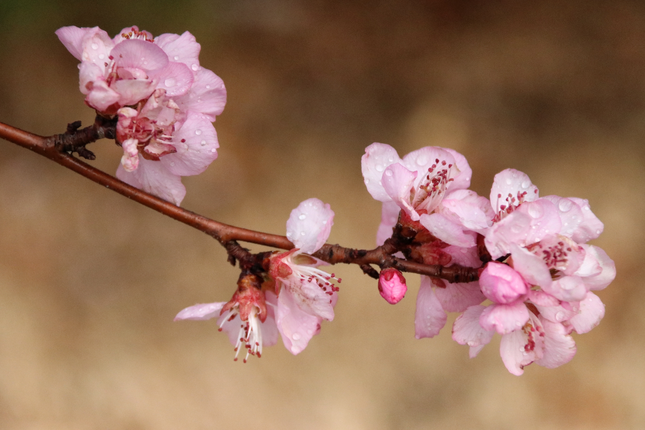 山桃花