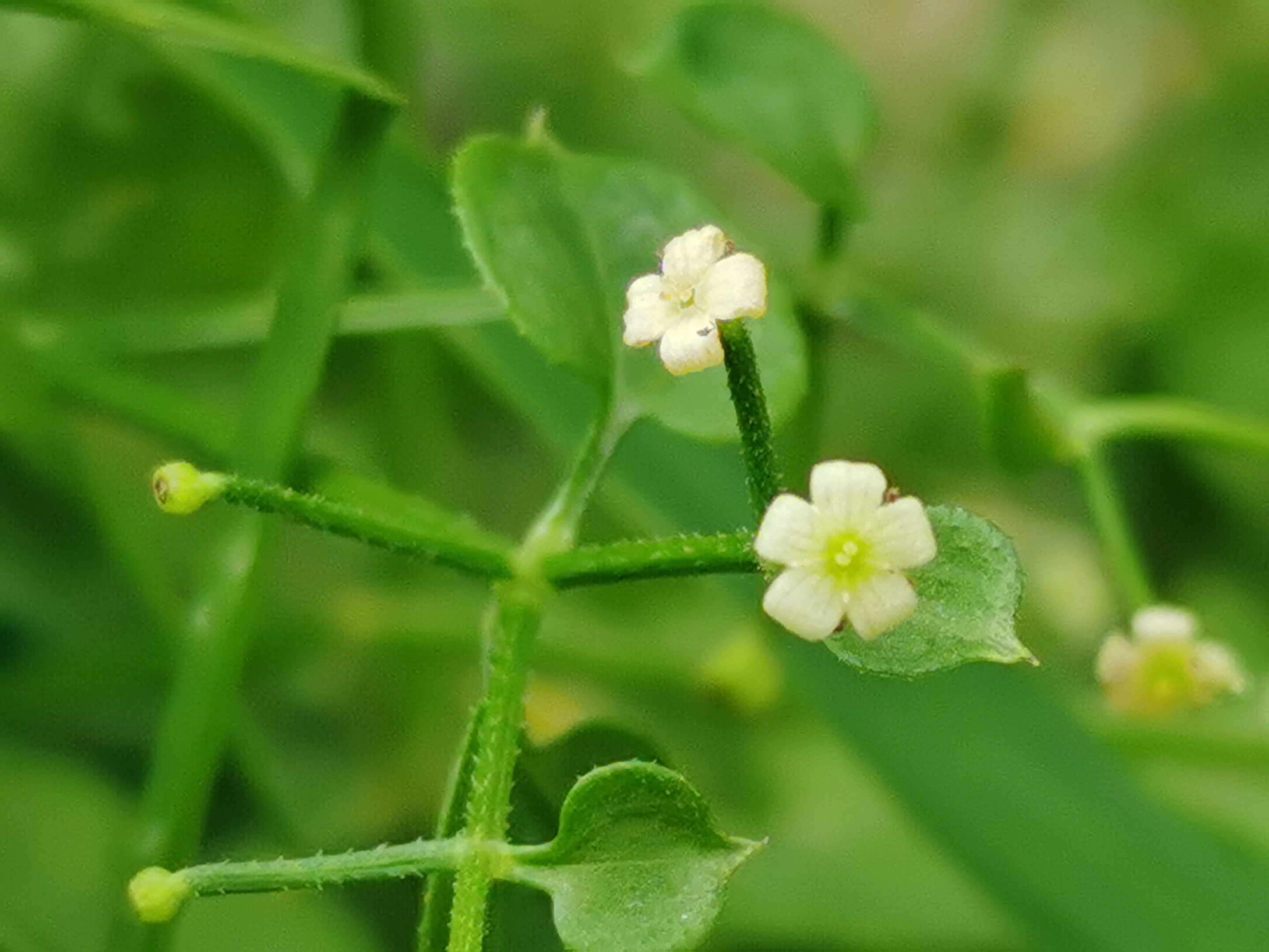 (原创首发)初遇茜草(宁静向暖)