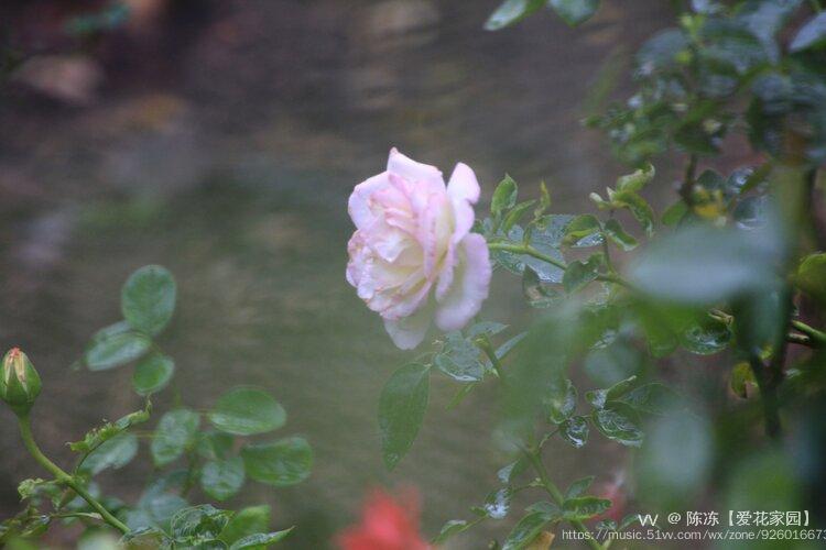 《雨中花/夜行船》宋·苏轼今岁花时深院,尽日东风,荡扬茶烟.