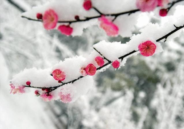 首发雪花红梅