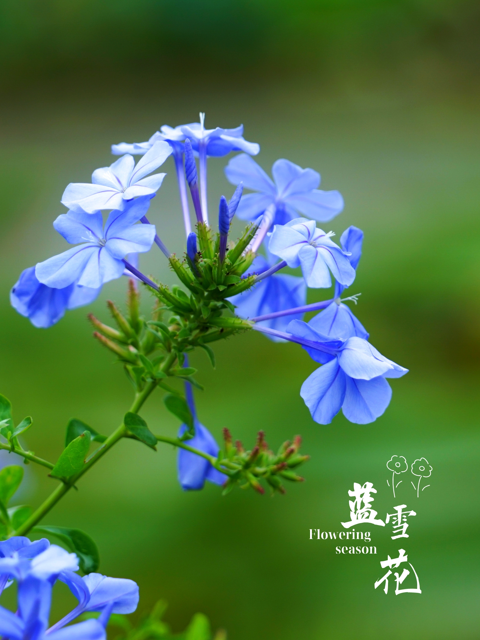 蓝雪花(首发)