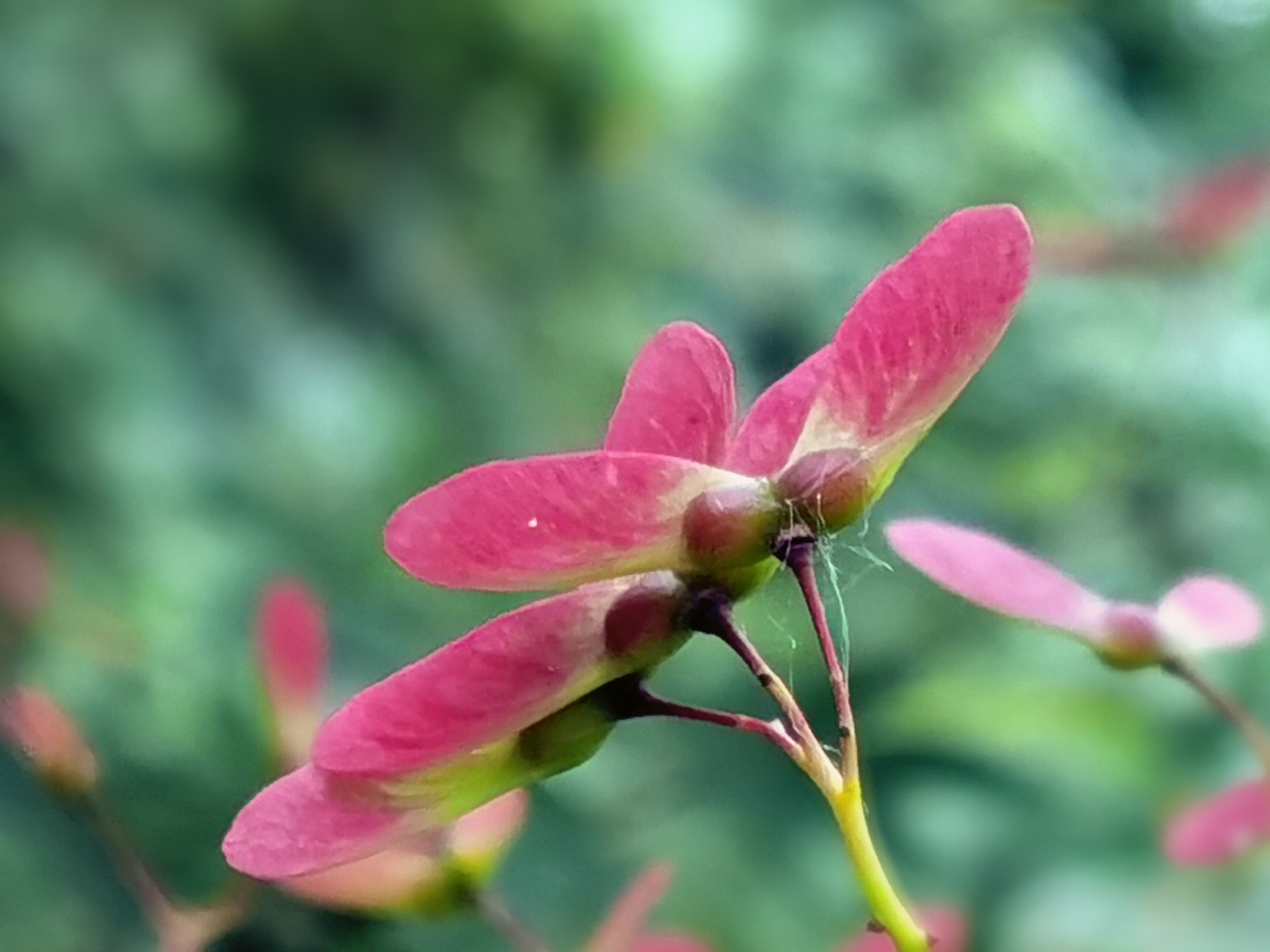 鸡爪槭花【首发】