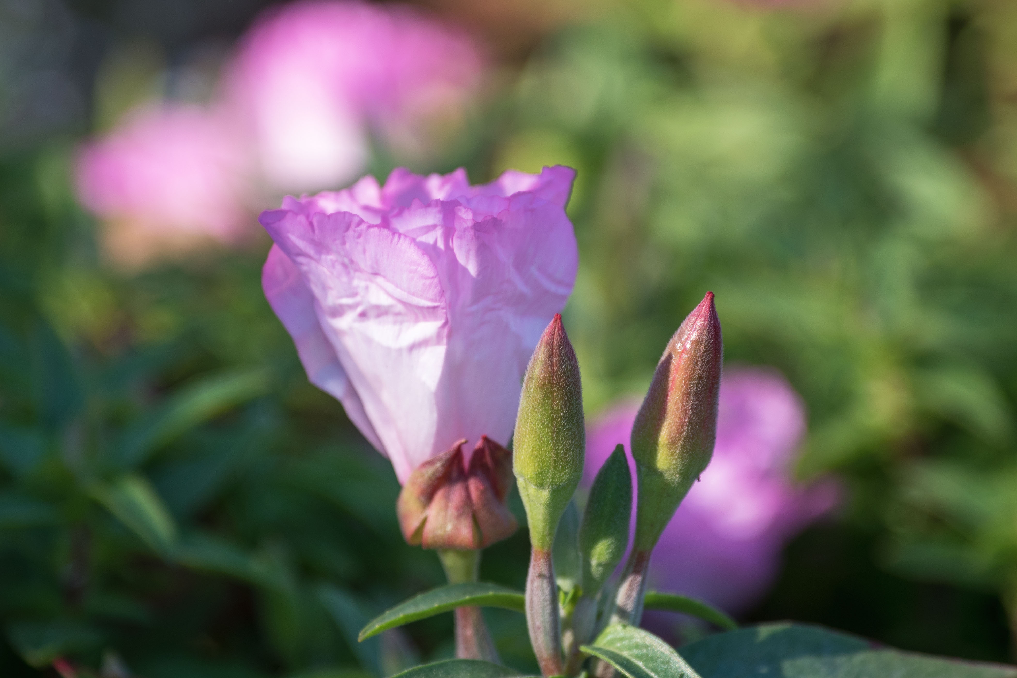 首发古代稀花