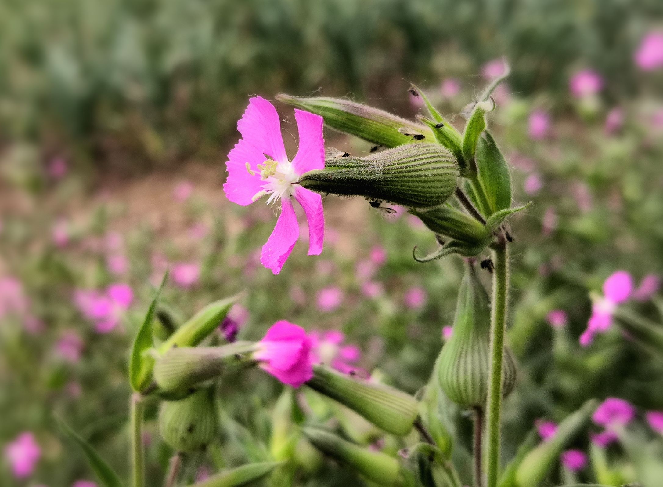 麦瓶草【首发】