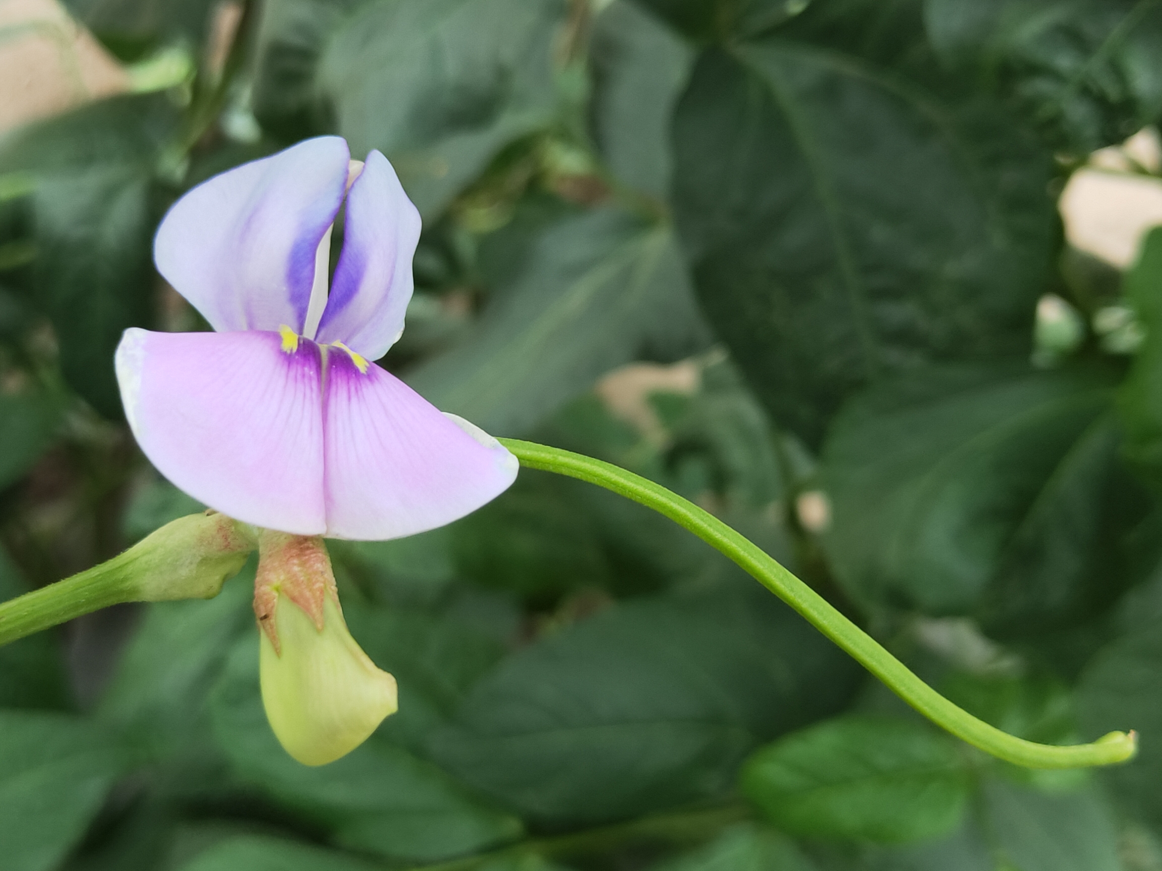 漂亮的豇豆花