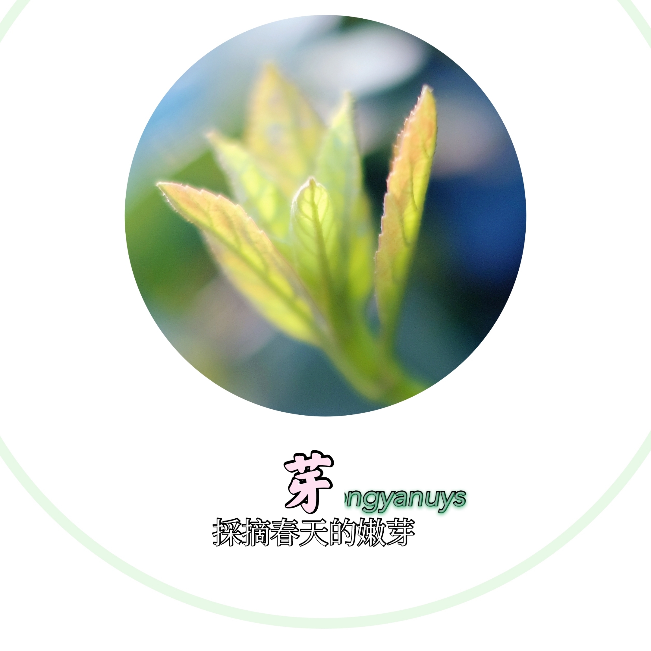 红叶绿叶萌芽新叶