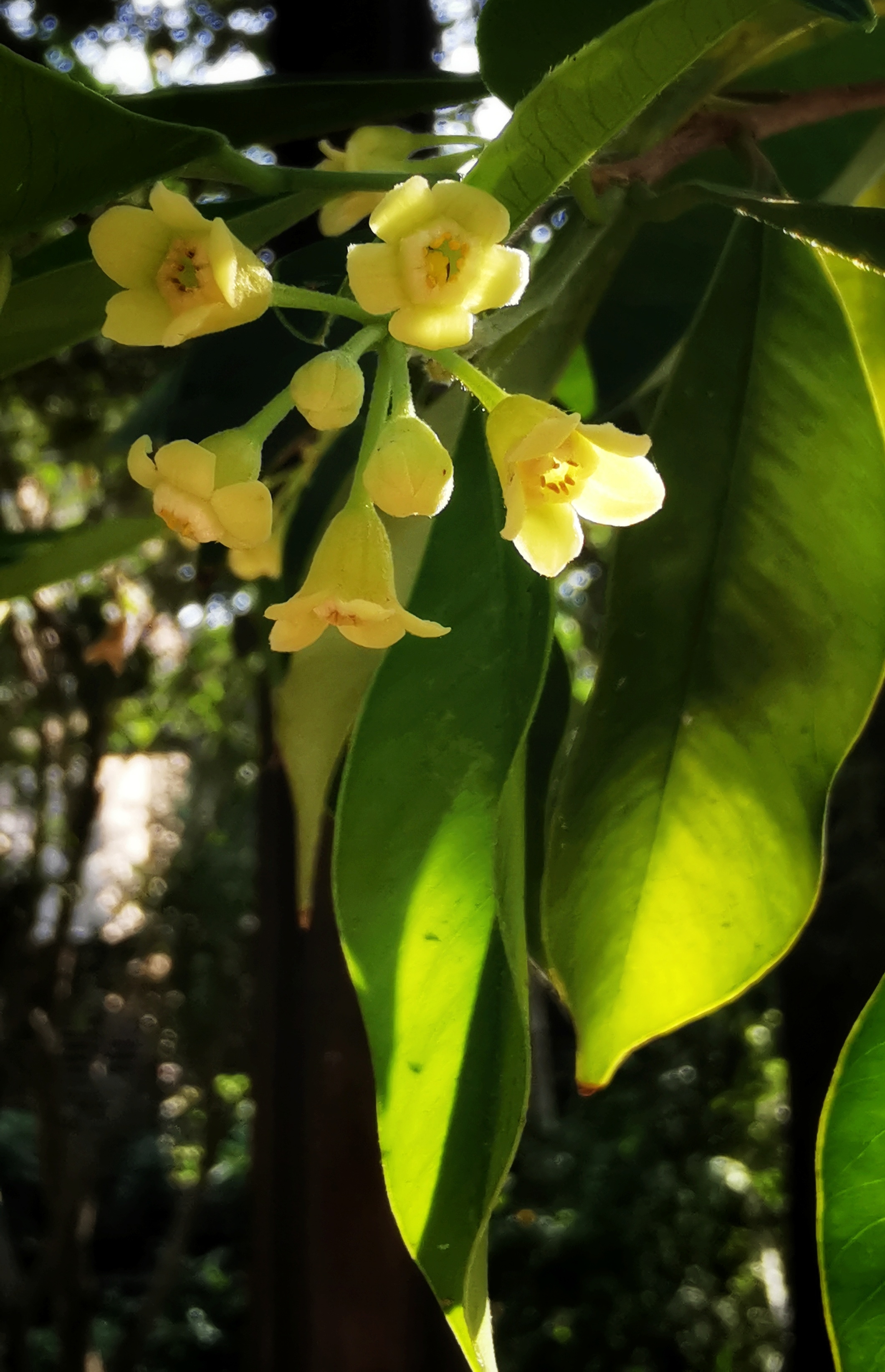 沉香花首发