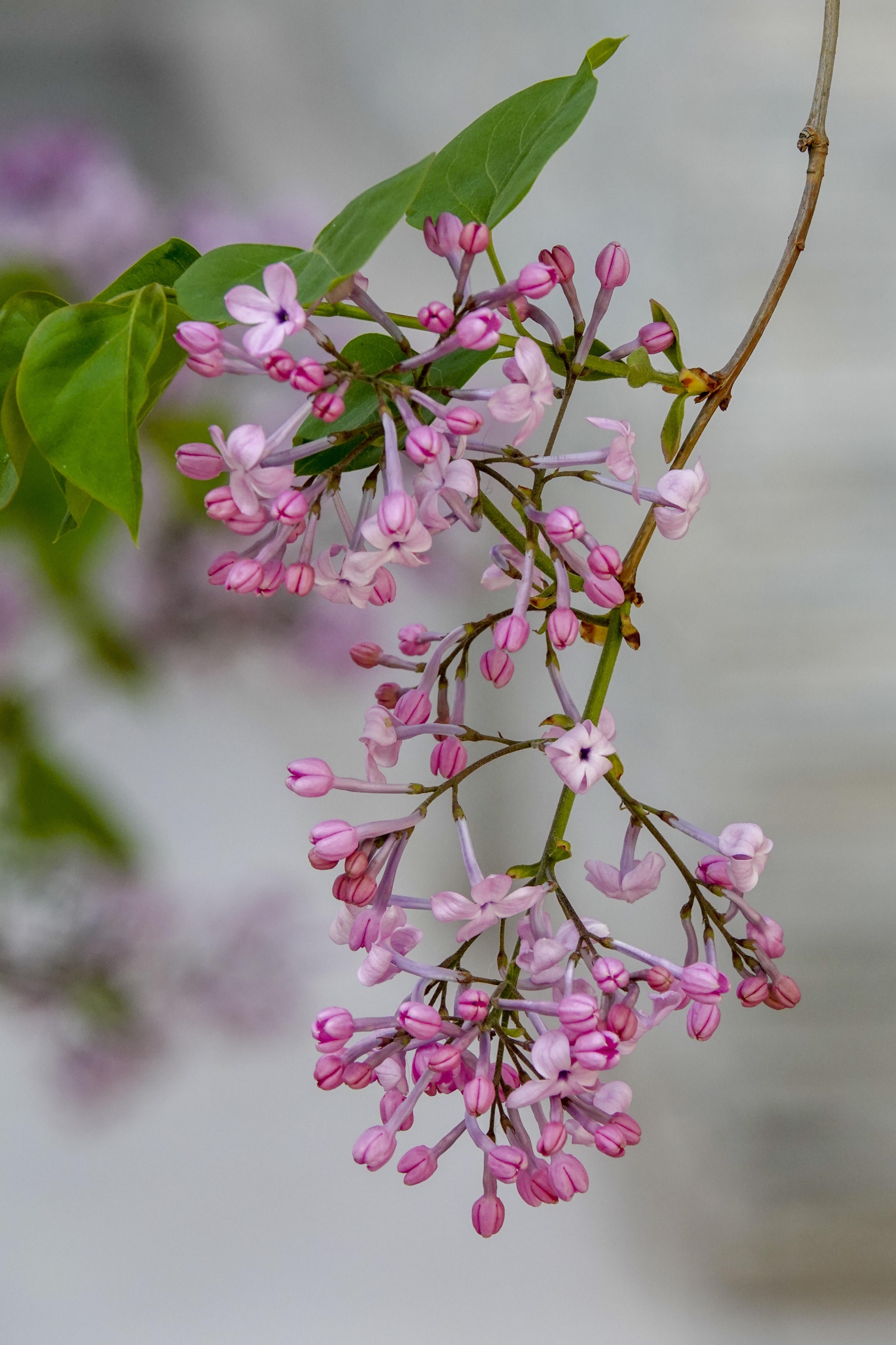 【首发】丁香花