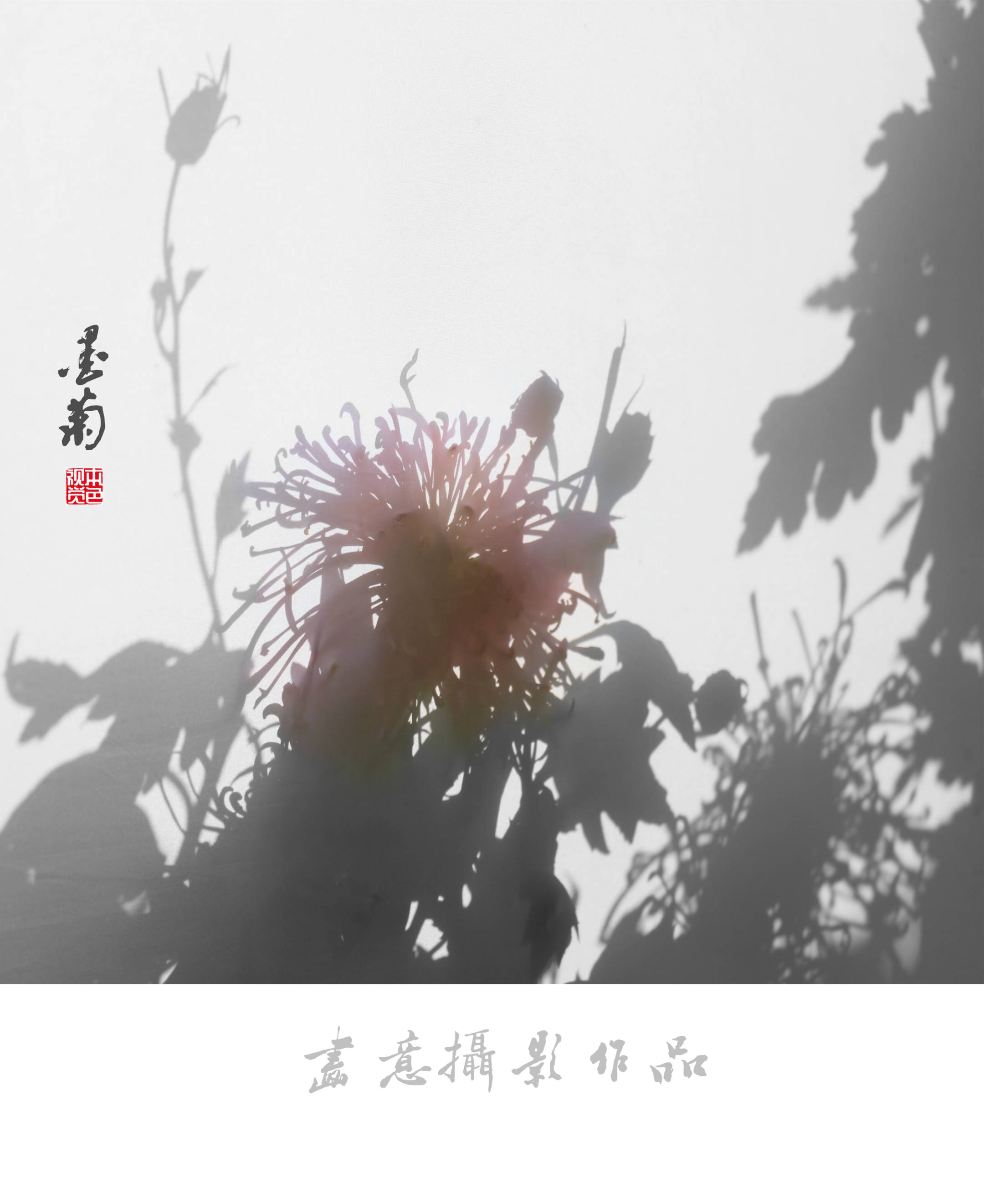 寒菊(画意摄影)