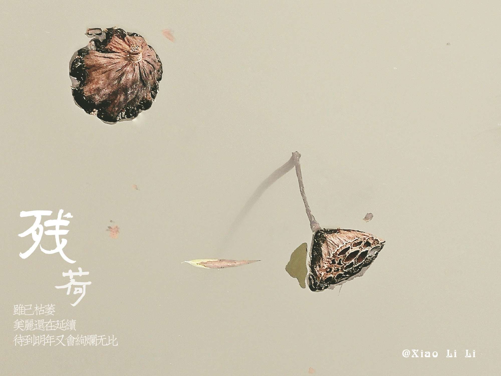 首发残荷禅意一