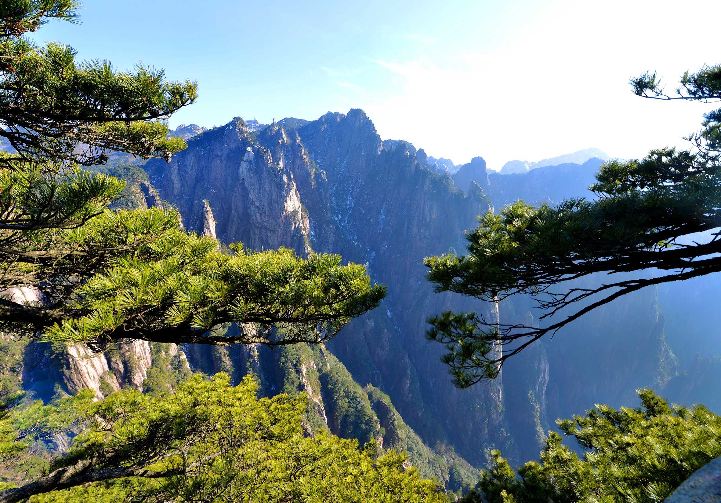 冬游黄山之劲松(首发)