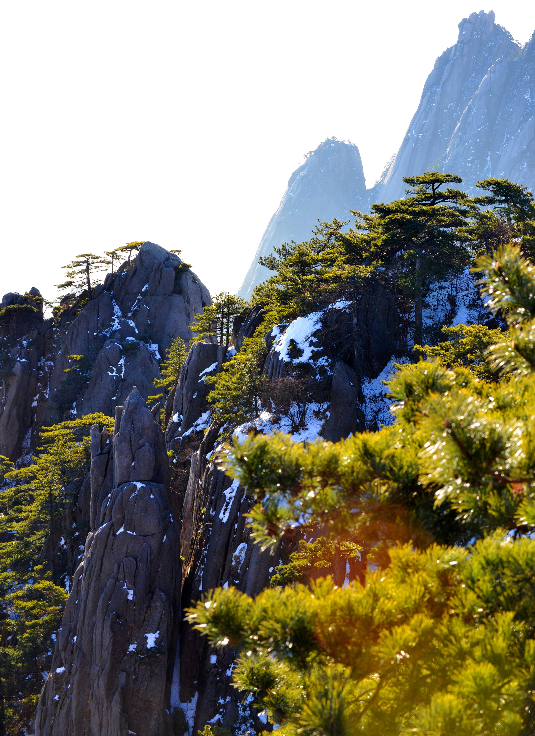 冬游黄山之劲松(首发)