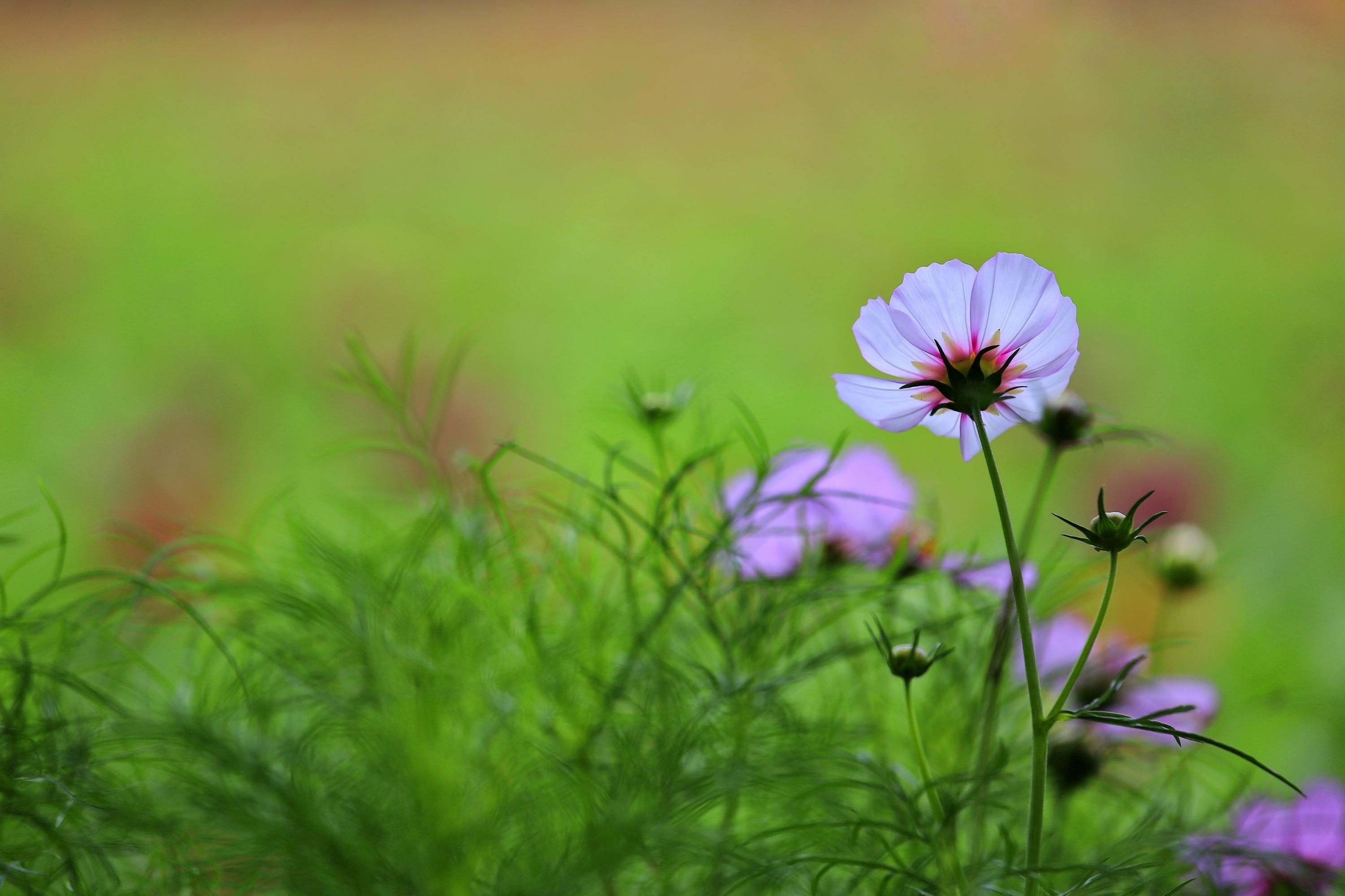 【首发】美丽的格桑花