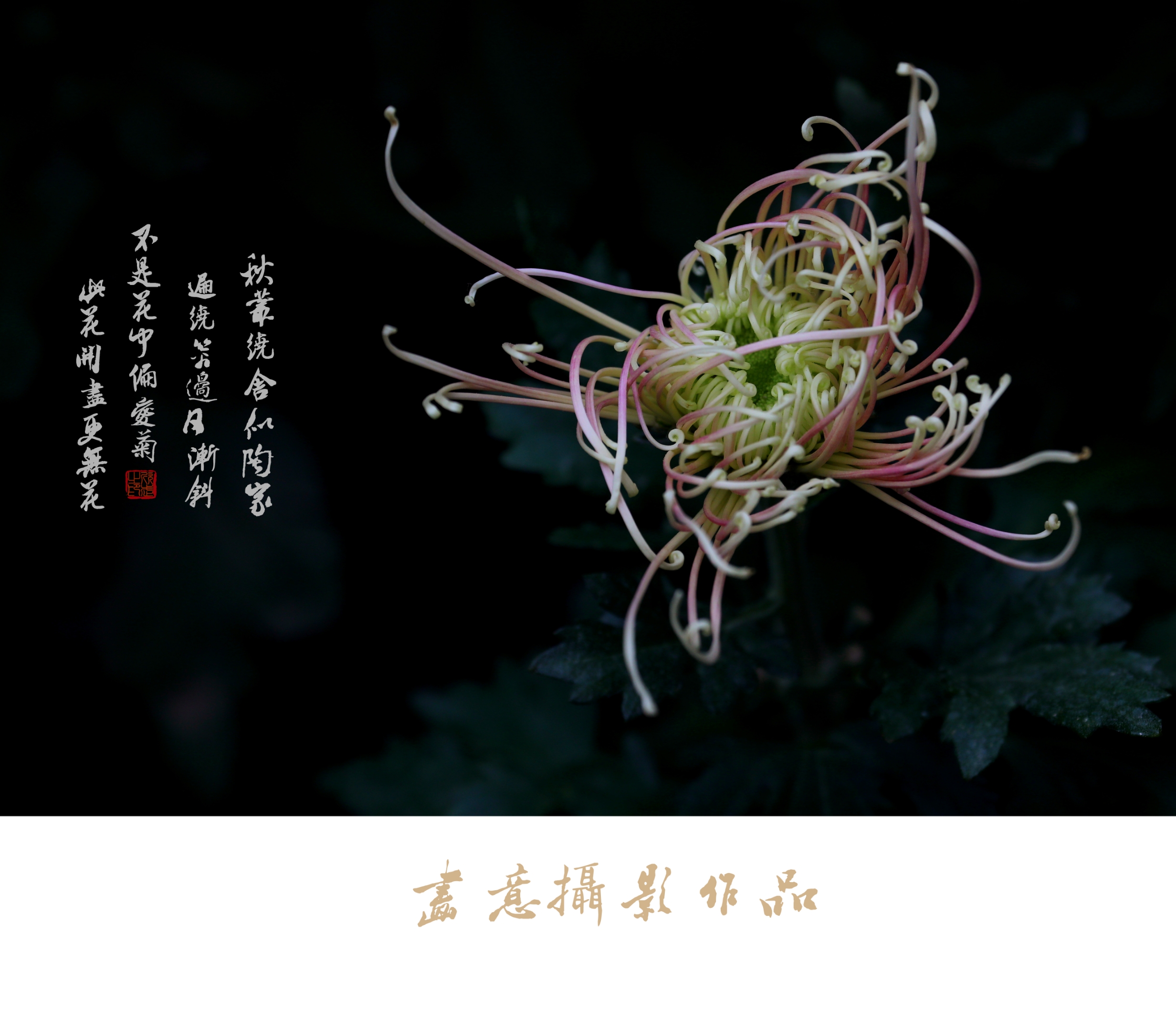 寒菊(画意摄影)