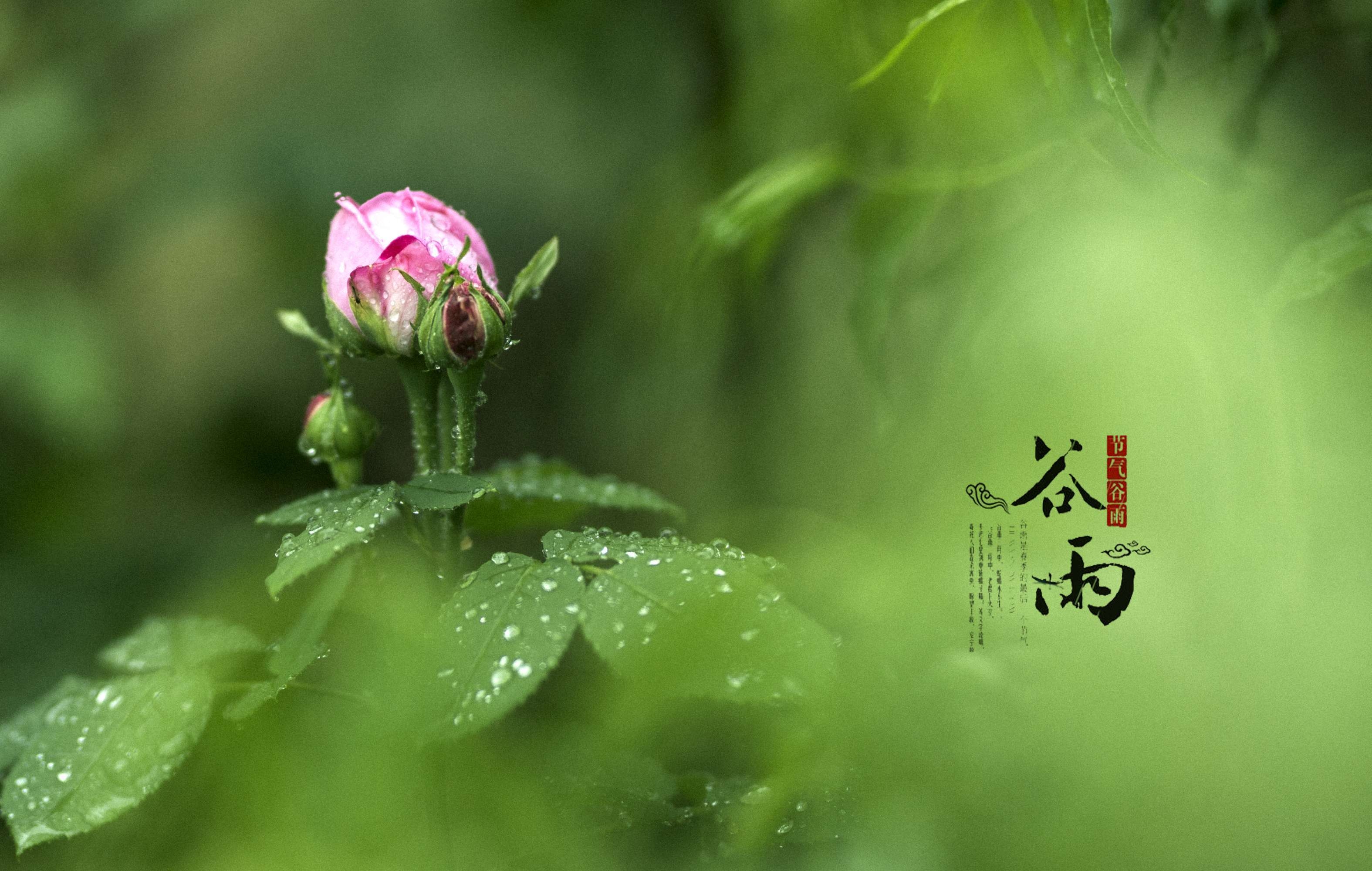 谷雨