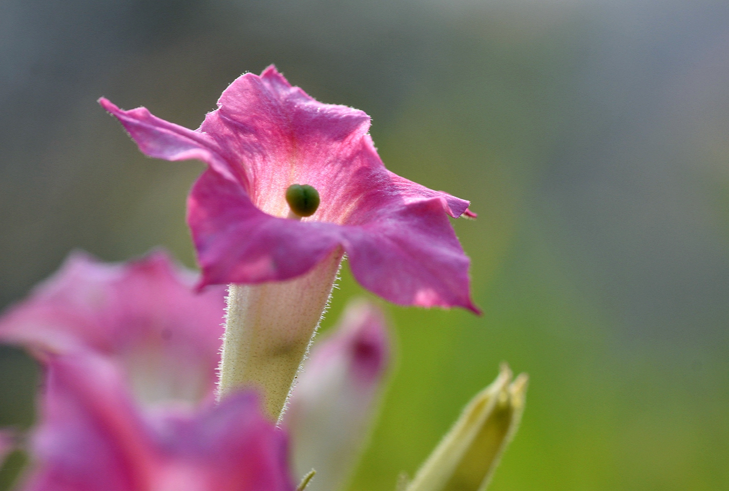 烟草花