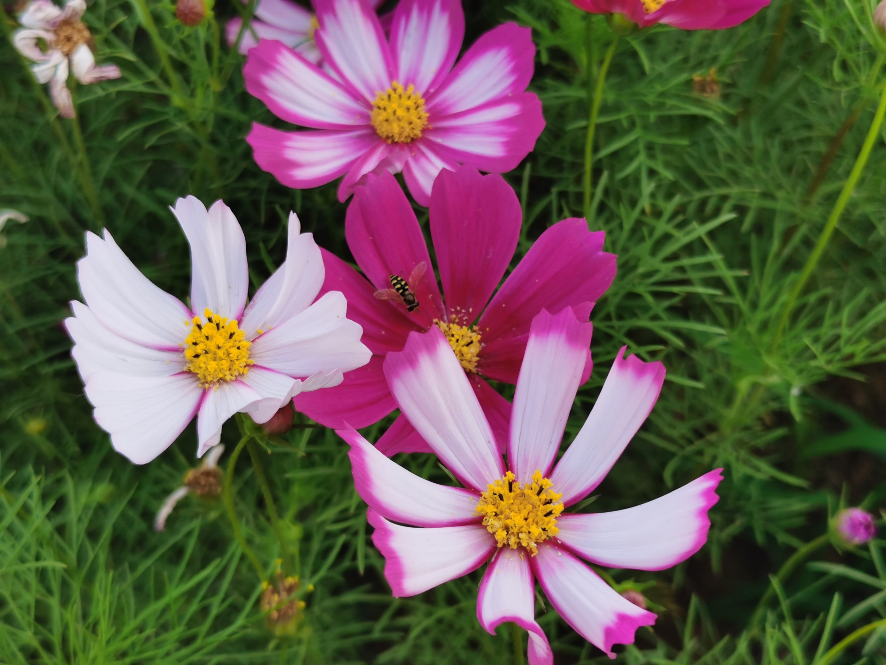 格桑花(首发)