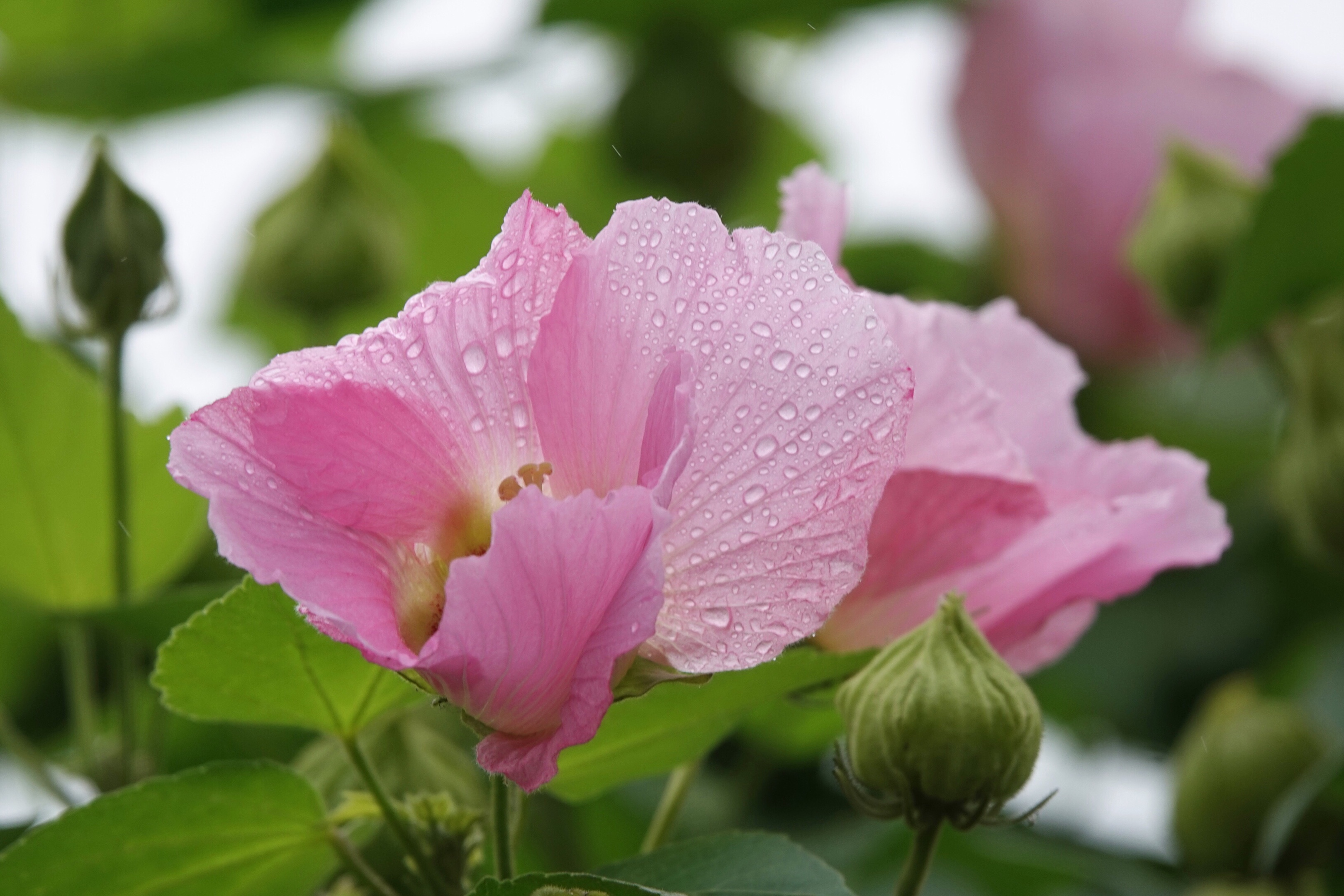 雨中与芙蓉花倾情相遇