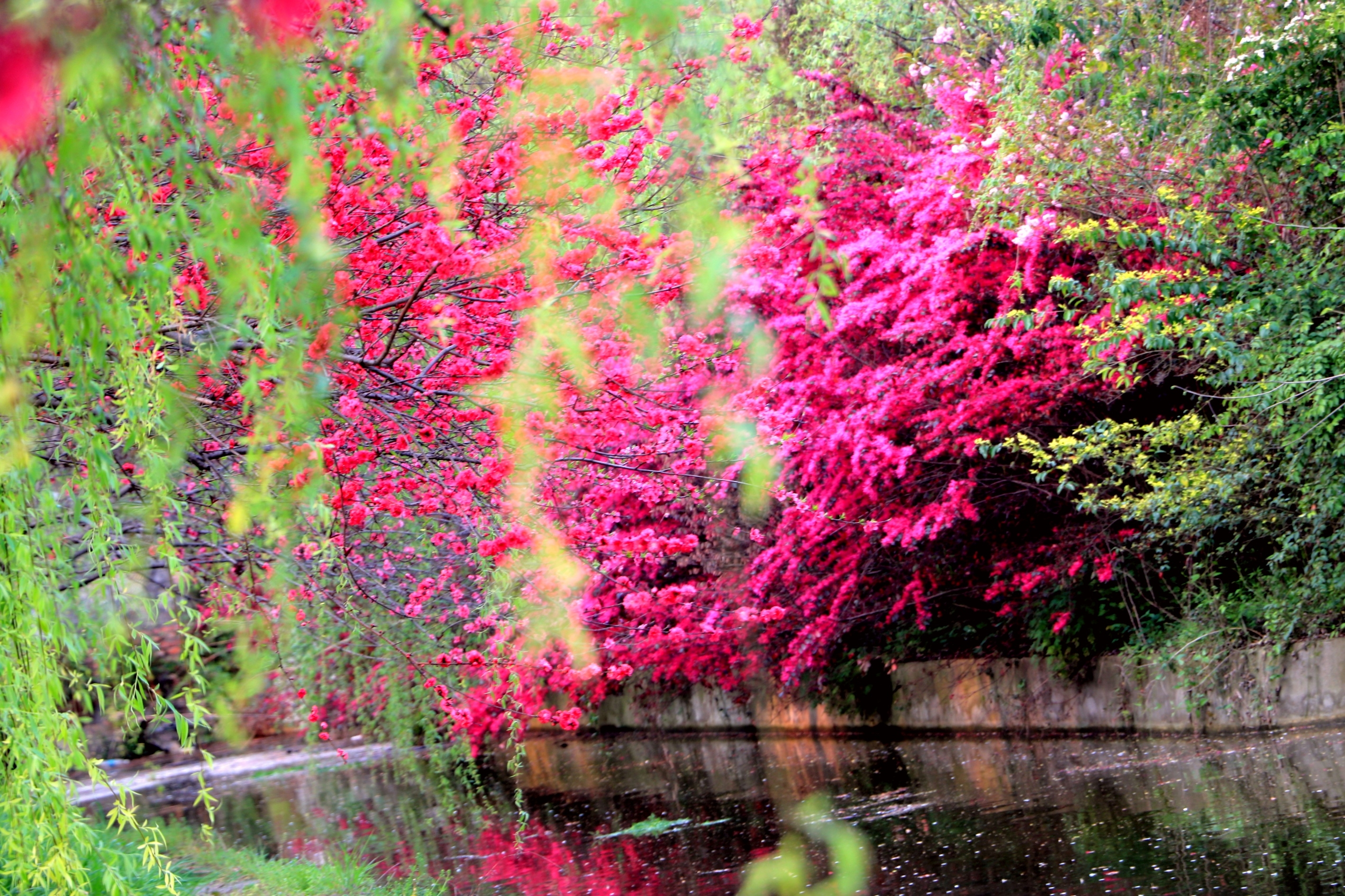 桃花溪"三峡大学"