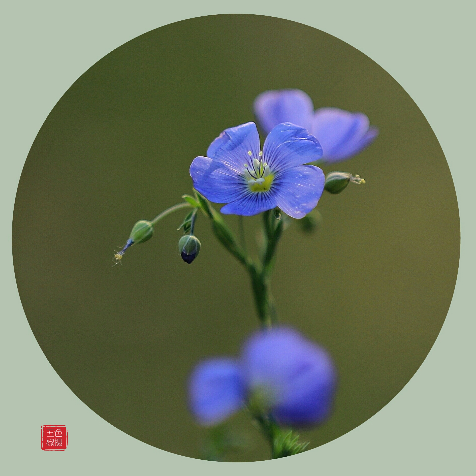 优雅朴实的蓝花亚麻