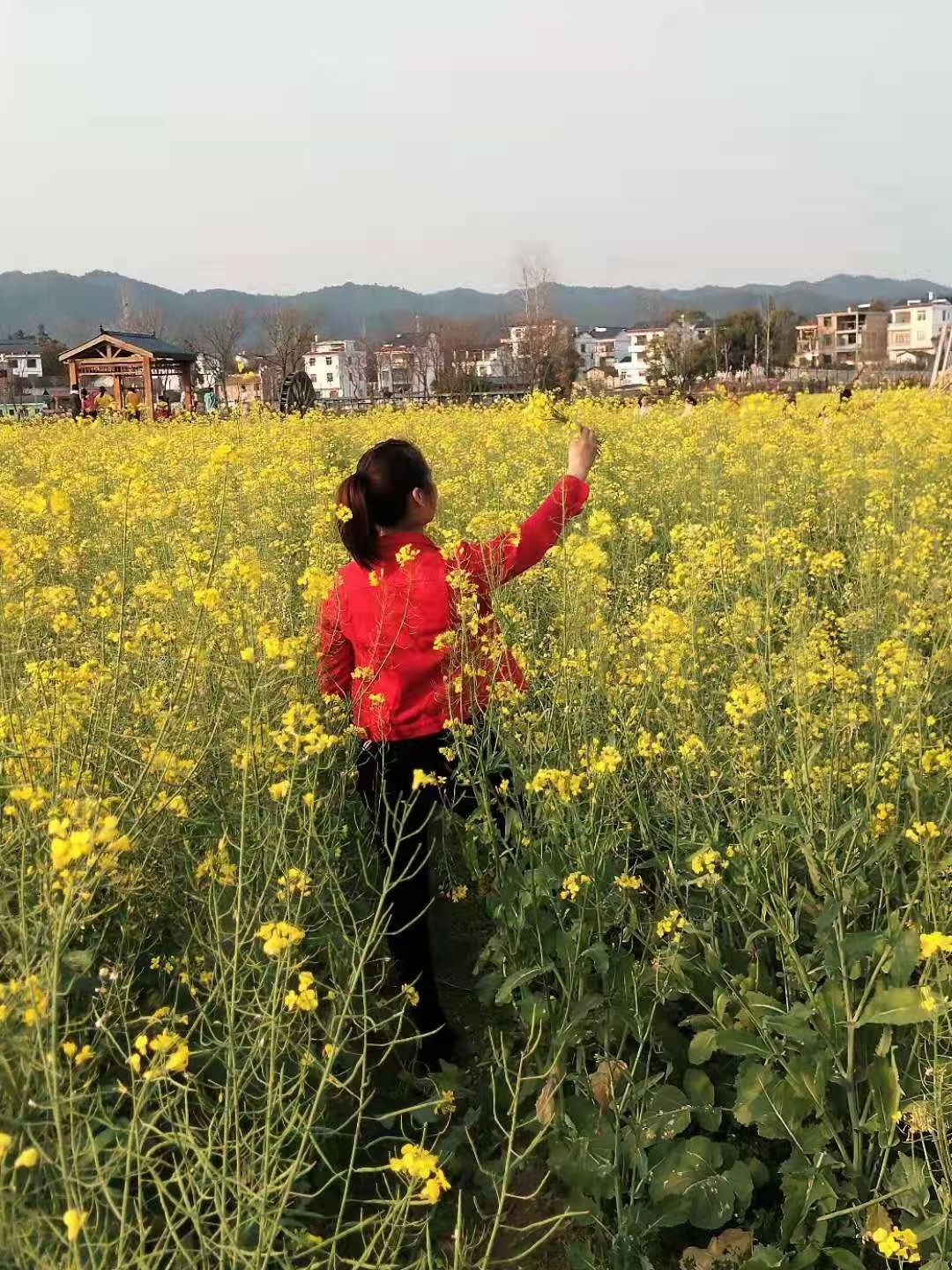 踏青赏油菜花