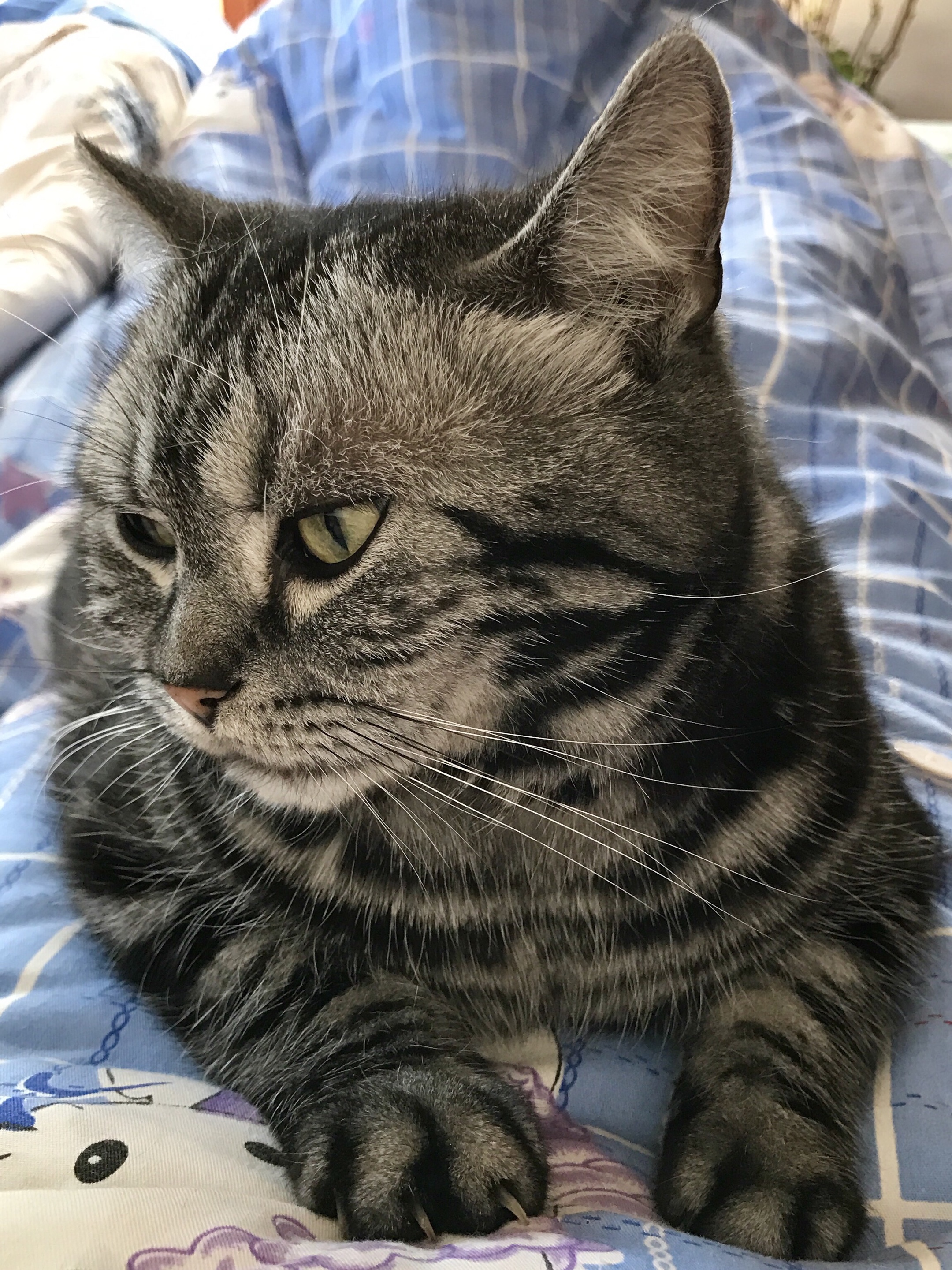 我家有赖猫