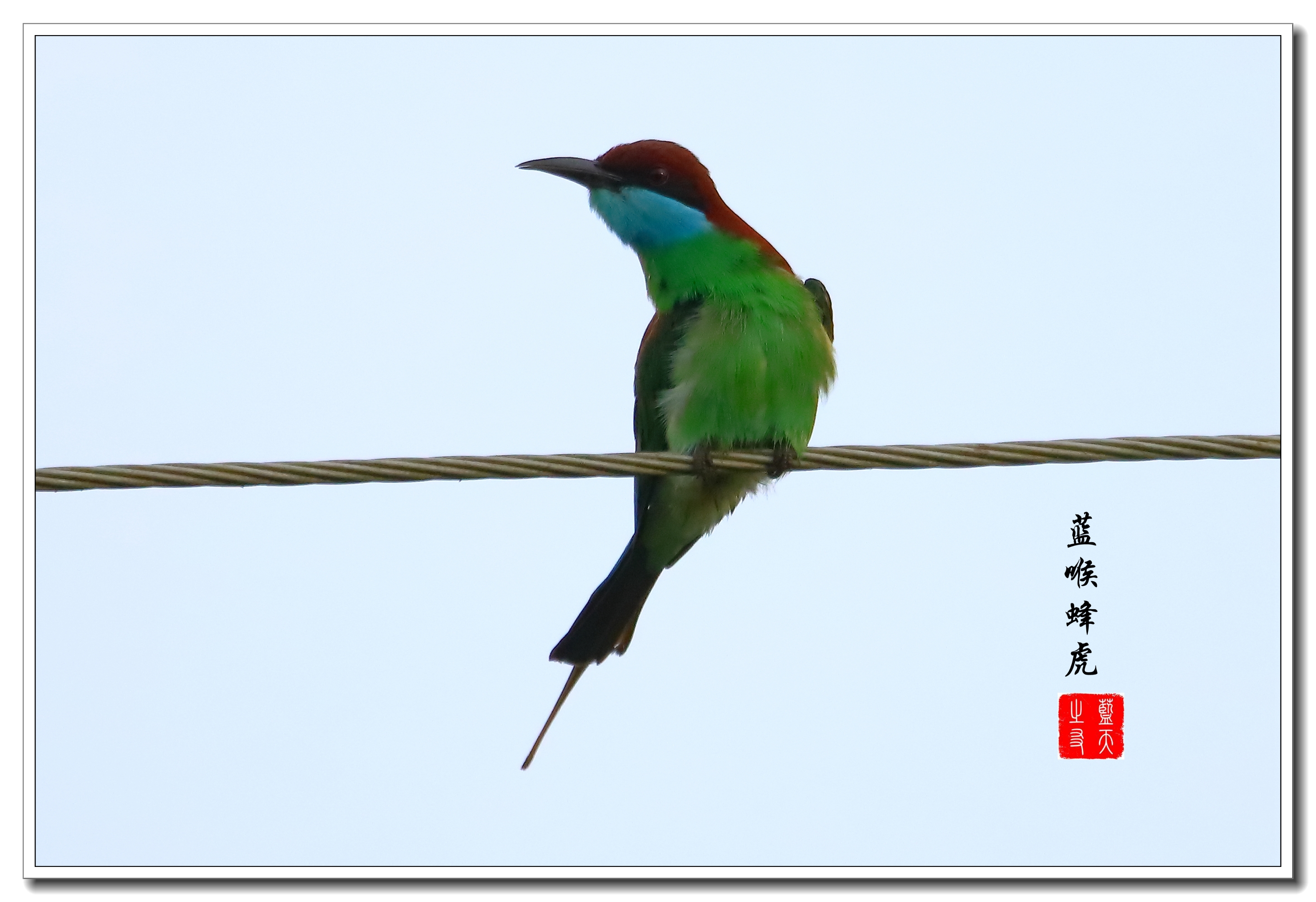 【首发】蓝喉蜂虎