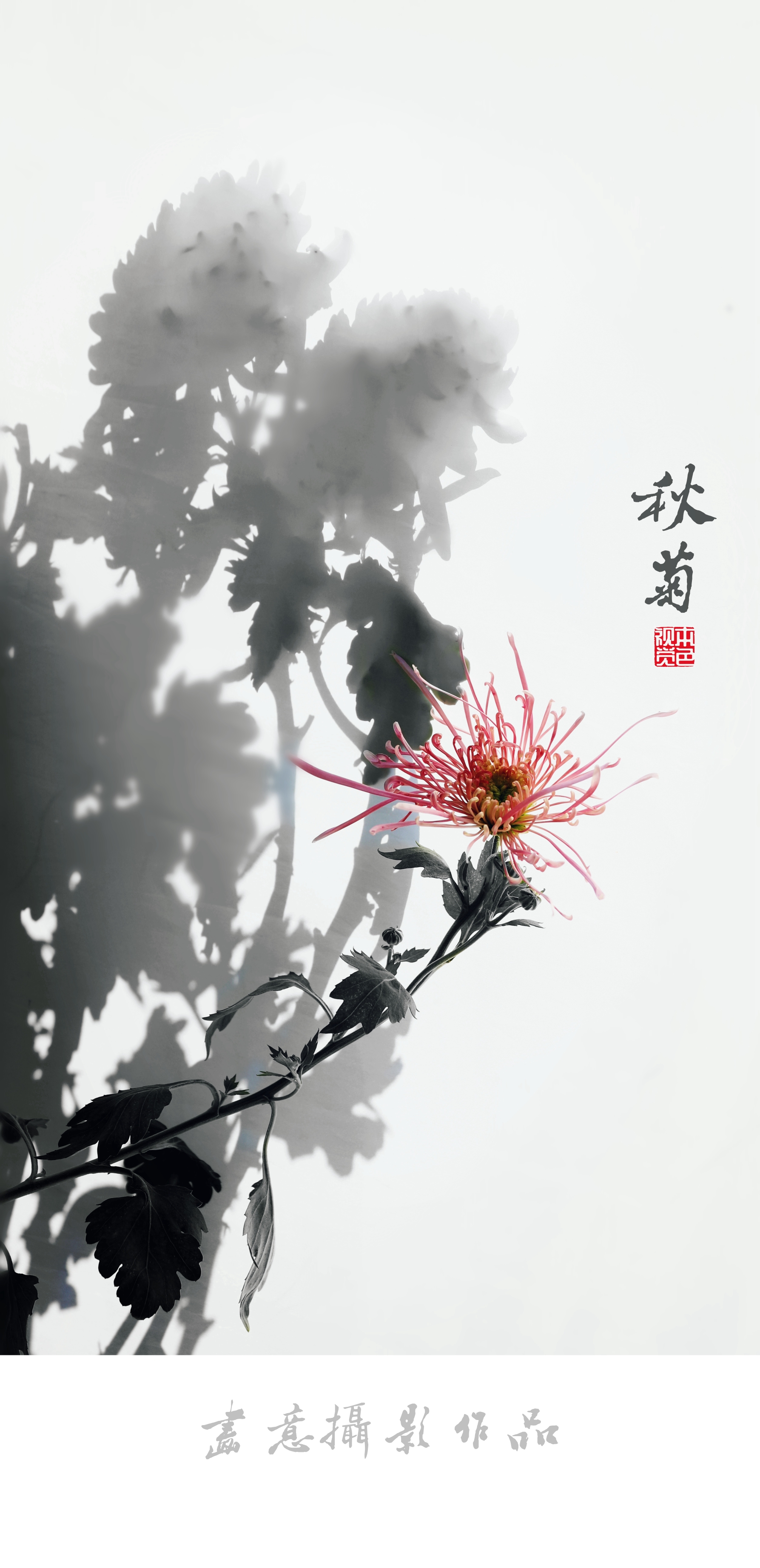 寒菊(画意摄影)