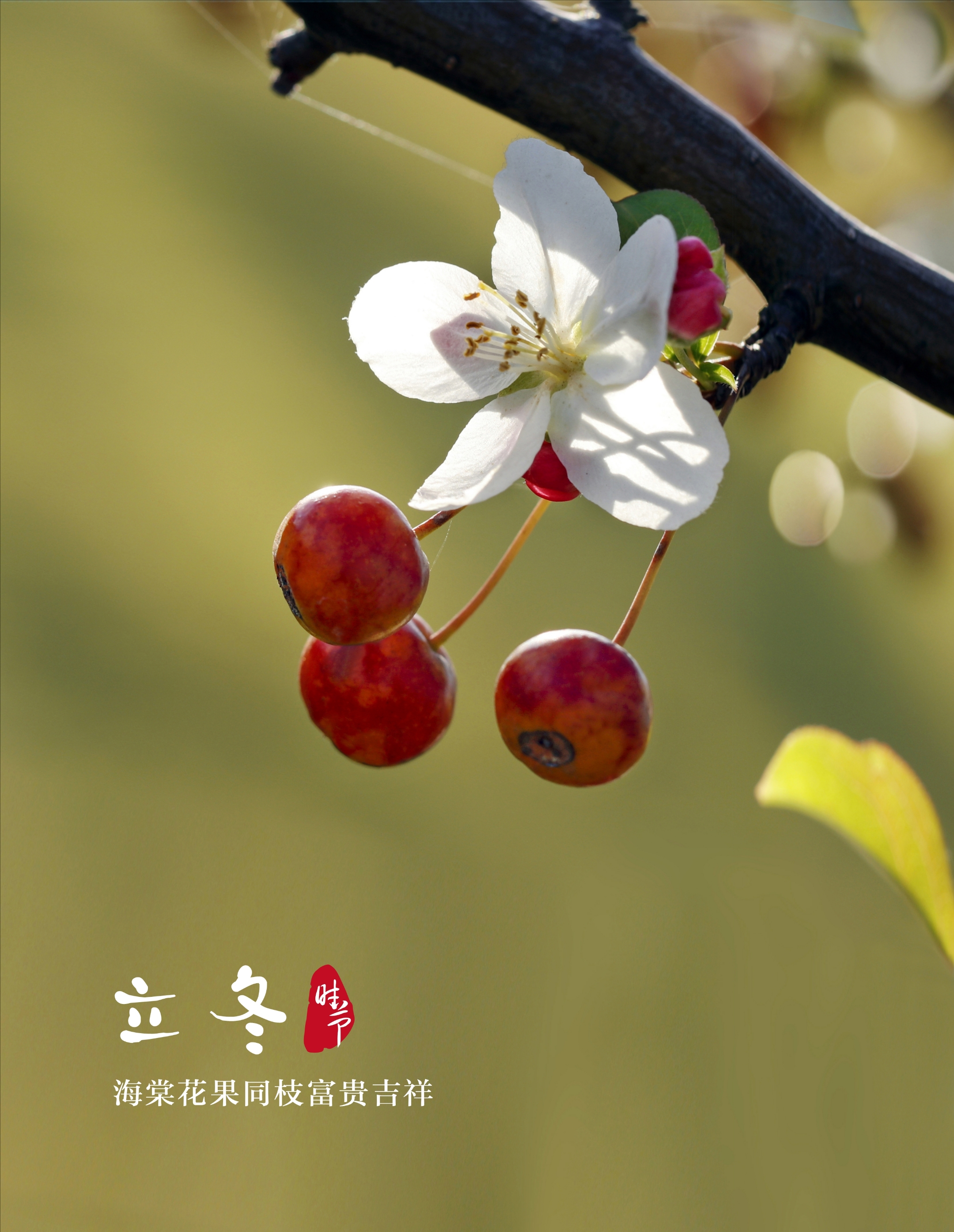 秋日海棠,花果同枝,喜庆吉祥