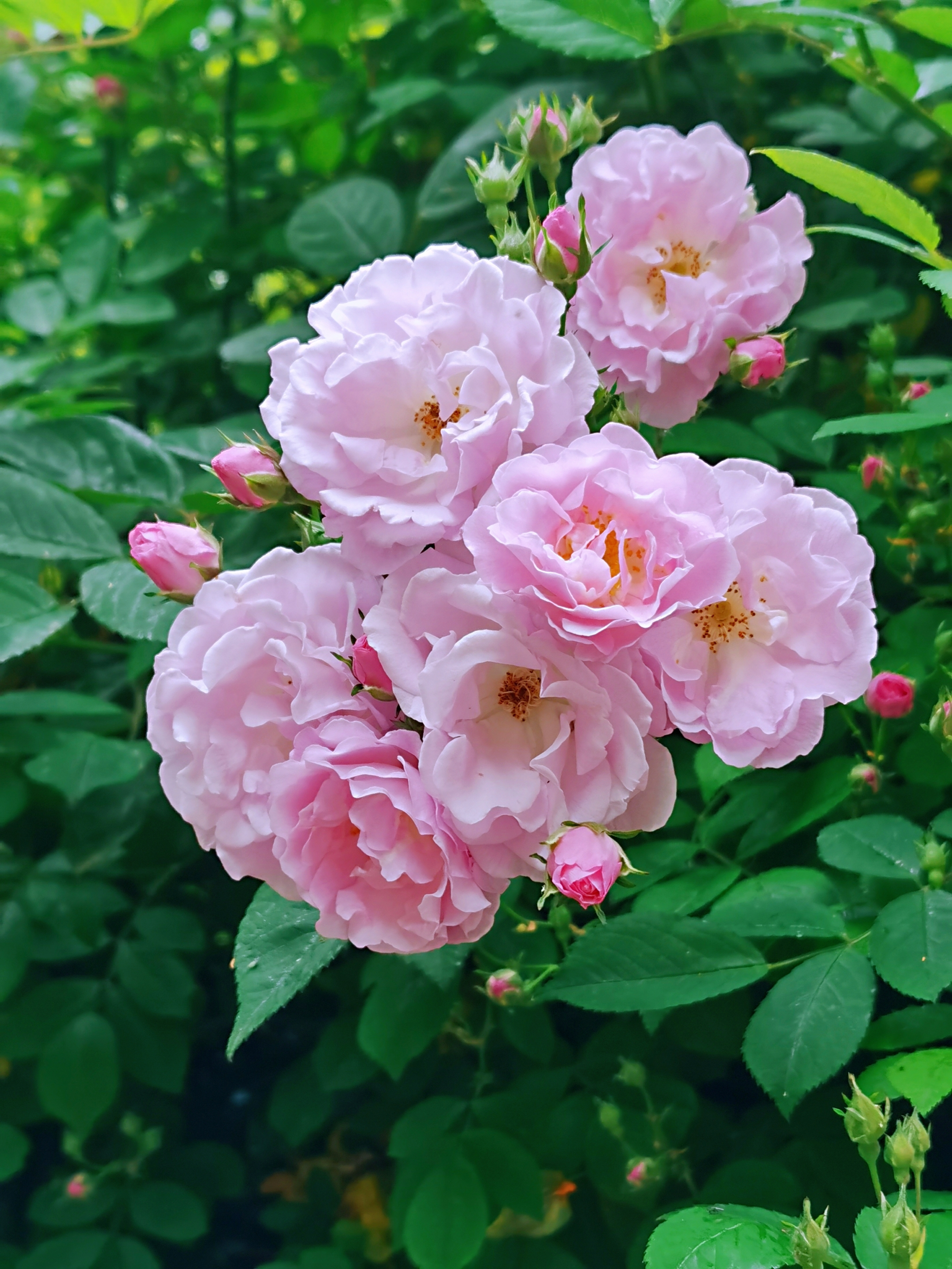 蔷薇花,具有诗人般的气质,因此它的花语是——浪漫.