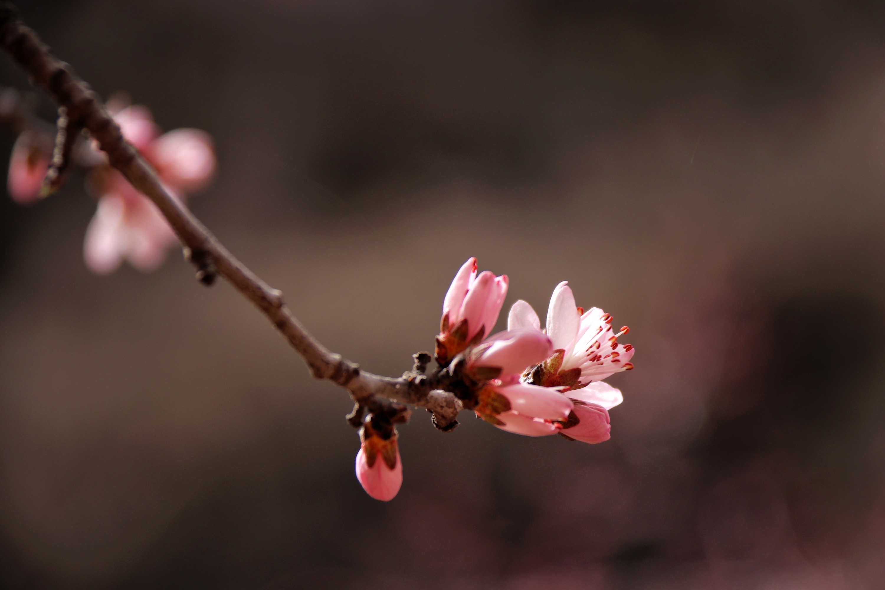 山桃花