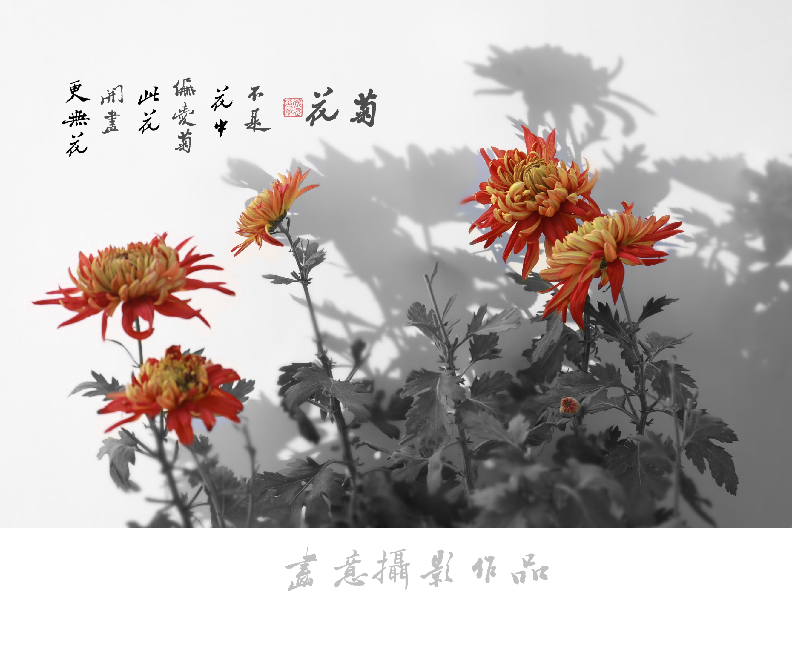 寒菊(画意摄影)