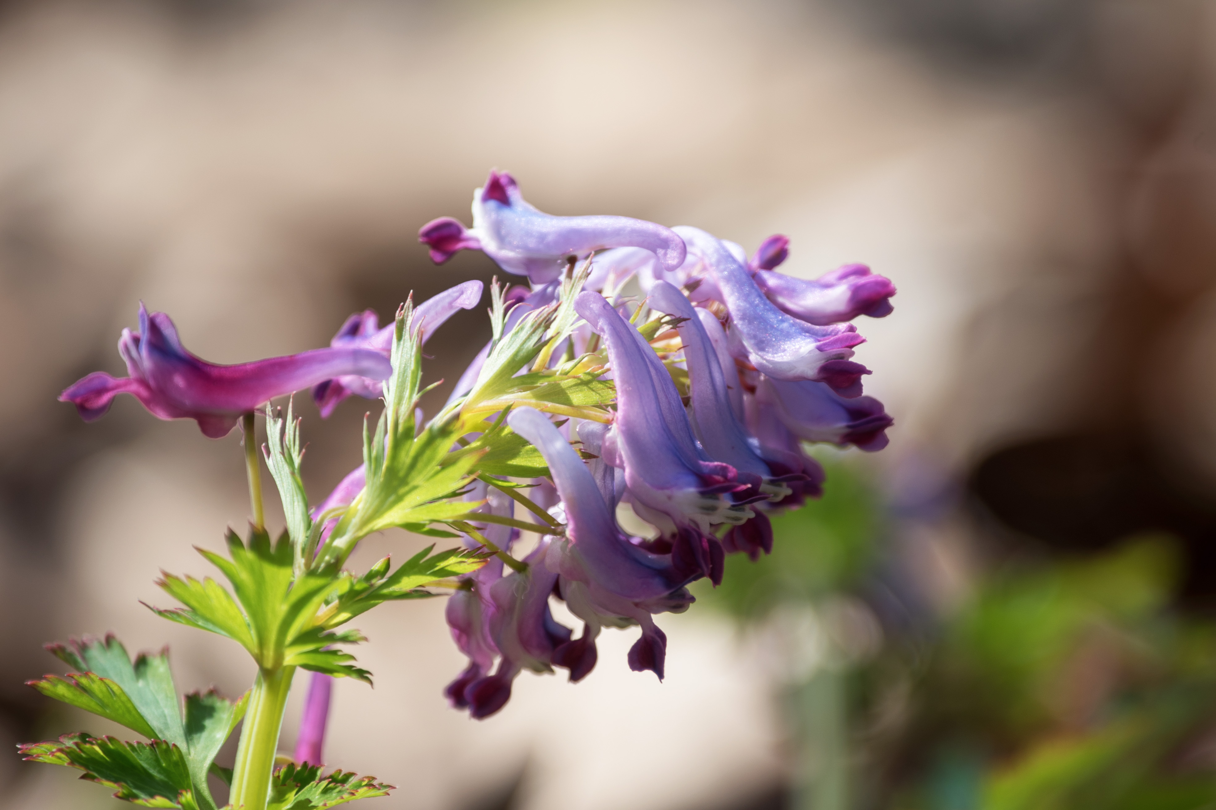 刻叶紫堇是罂粟科紫堇属植物,灰绿色直立草本,高15-60厘米.