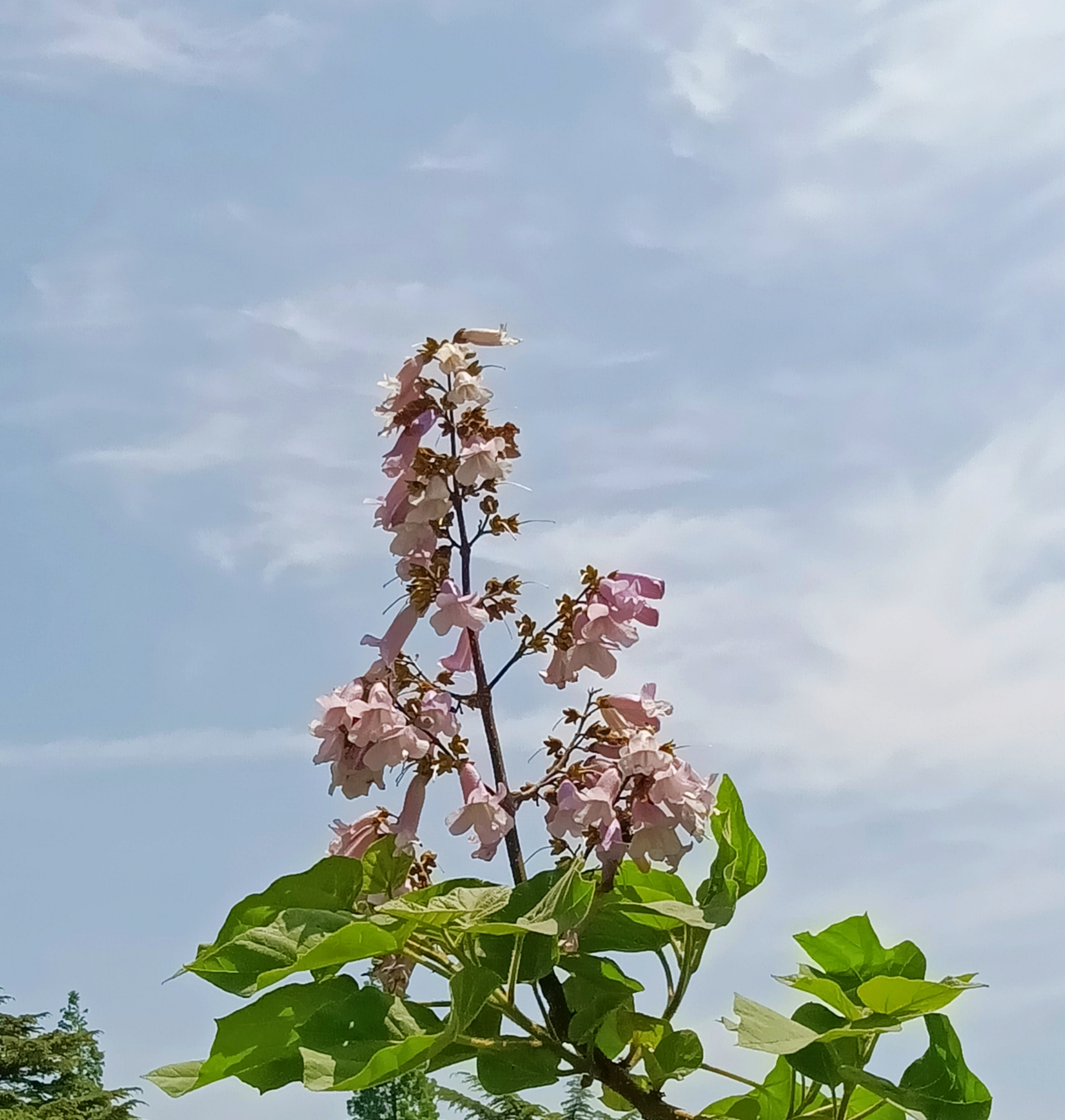 紫紫的梧桐花,开在蓝天下.