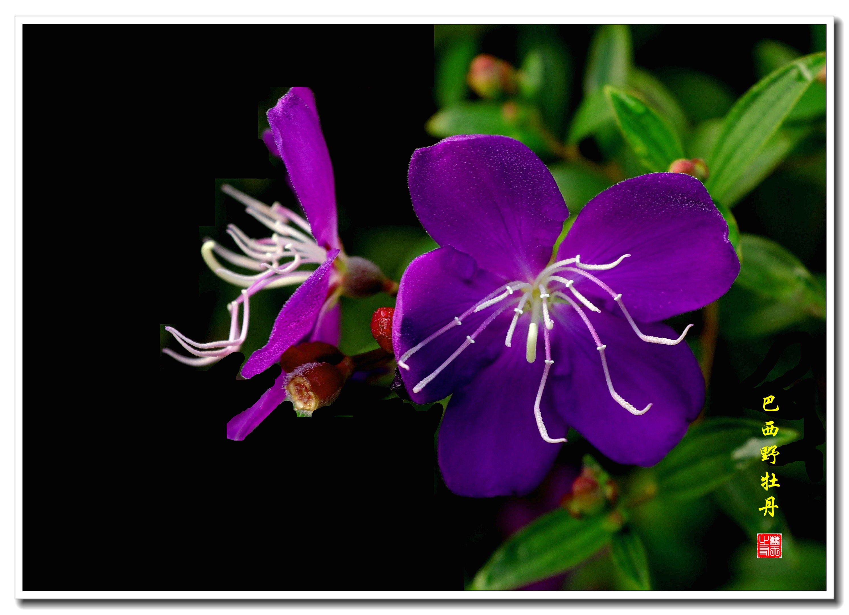 巴西野牡丹是野牡丹科常绿小灌木.别名:紫花野牡丹,艳紫野牡丹.