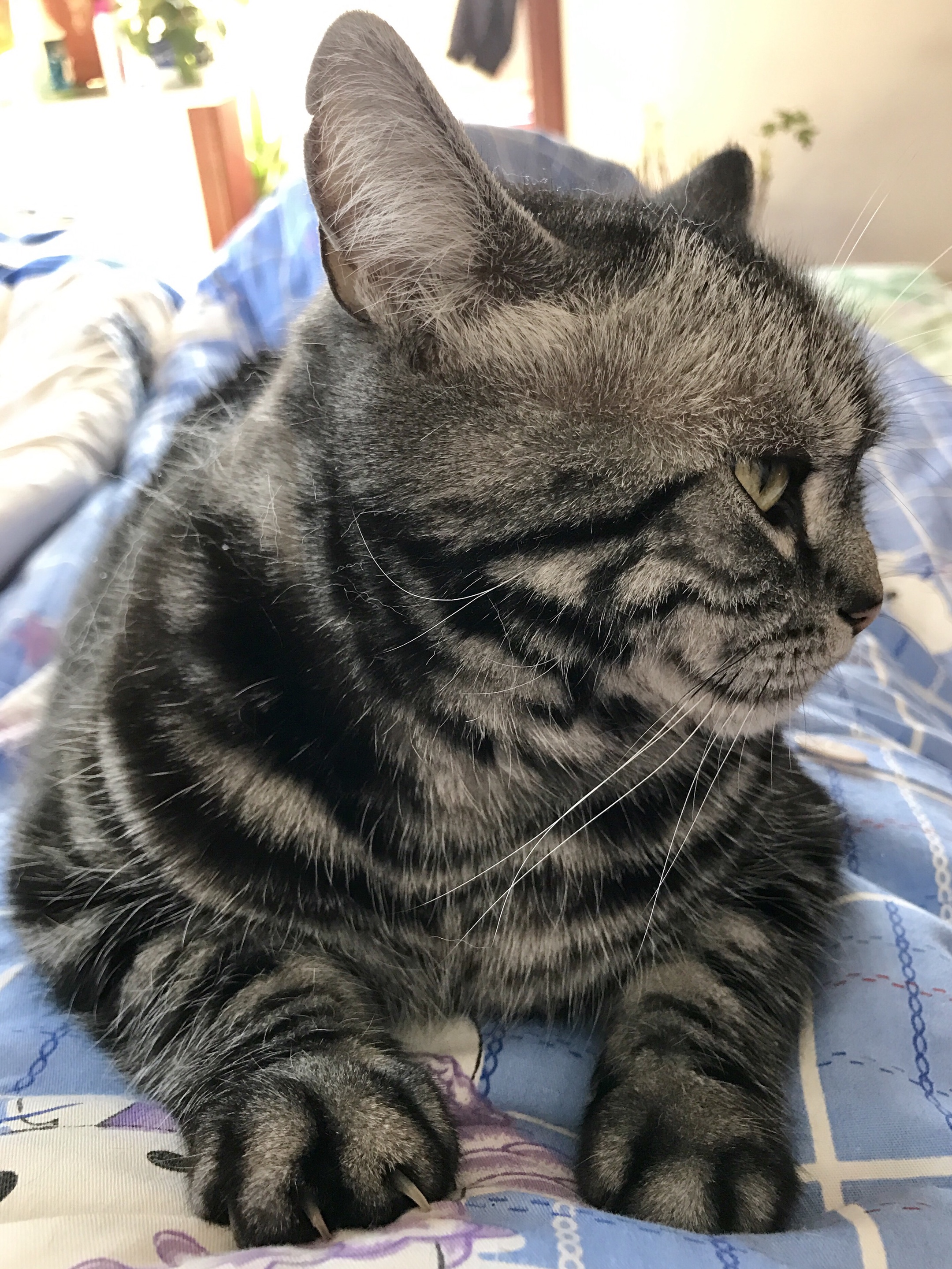 我家有赖猫