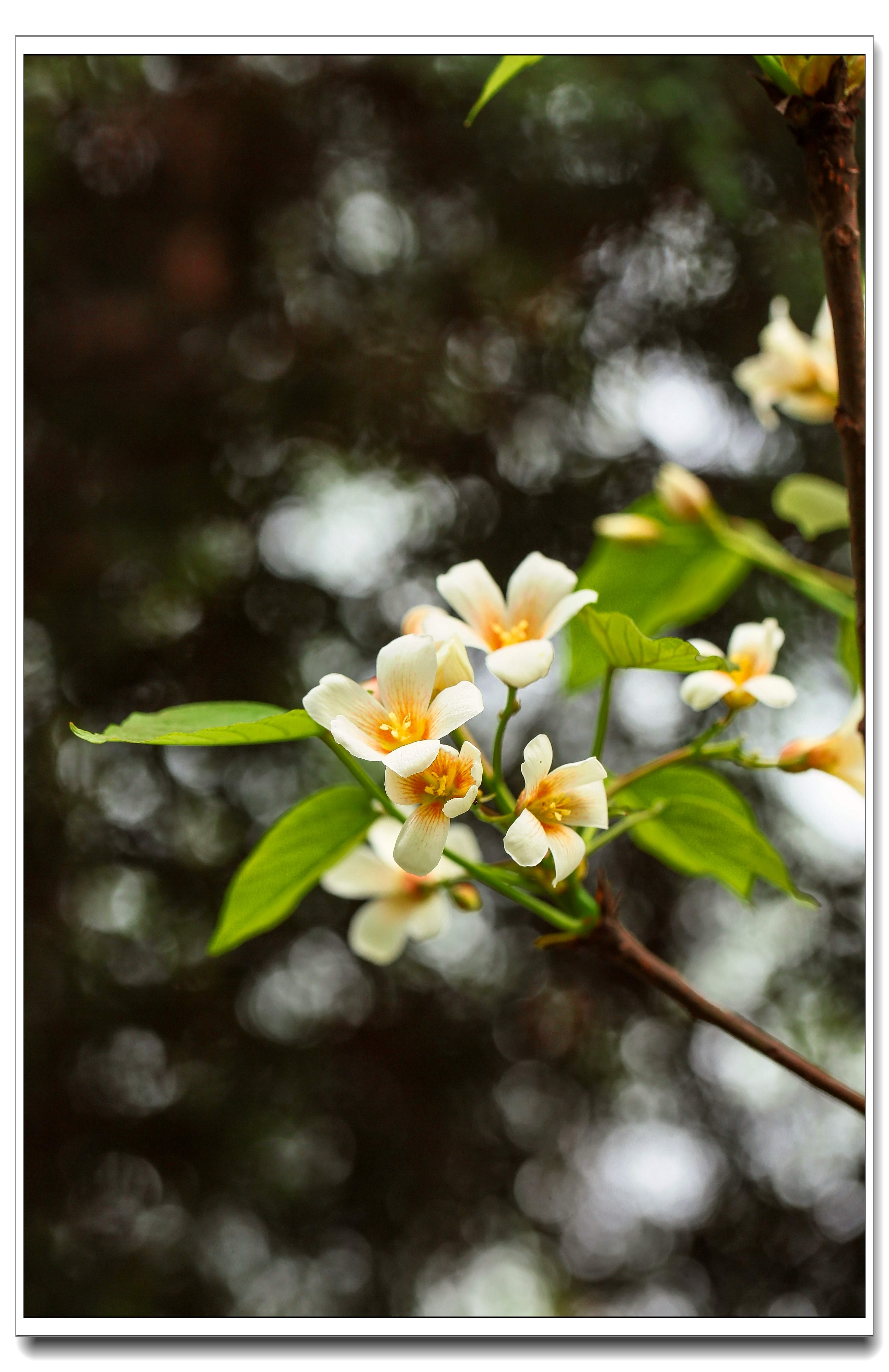 油桐花香入梦来